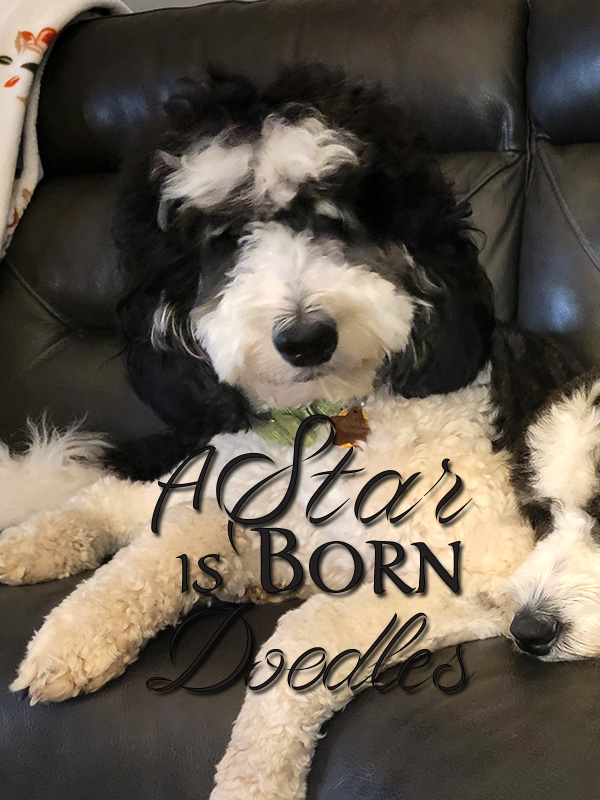 Michigan Bernedoodles