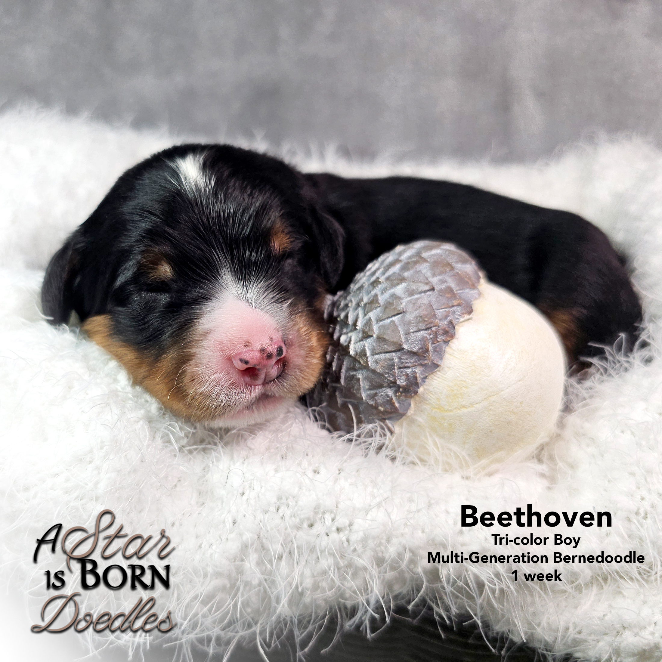 BEETHOVEN-1-Avery-Sept-2025-1-week