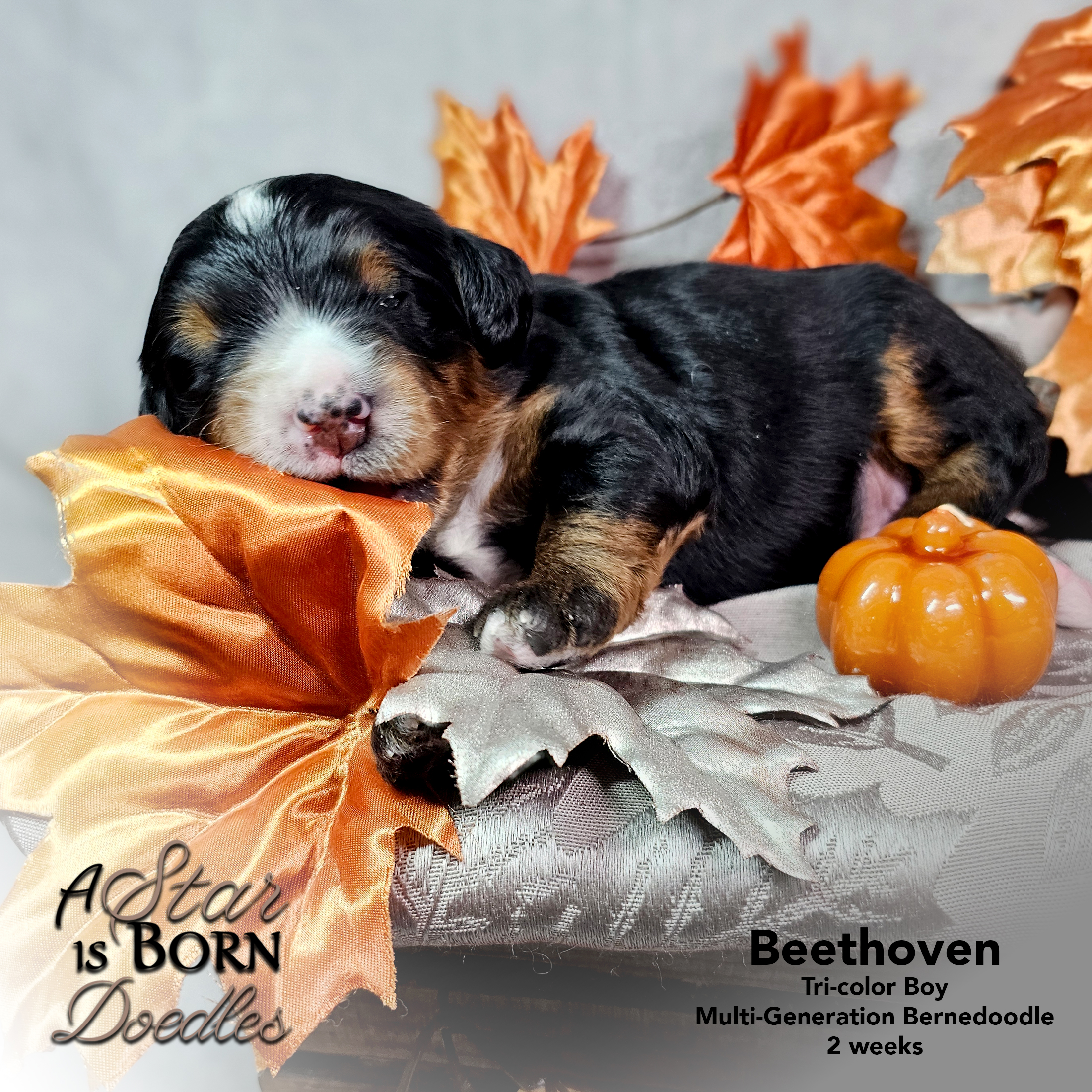 BEETHOVEN-1-Avery-Sept-2025-2-week