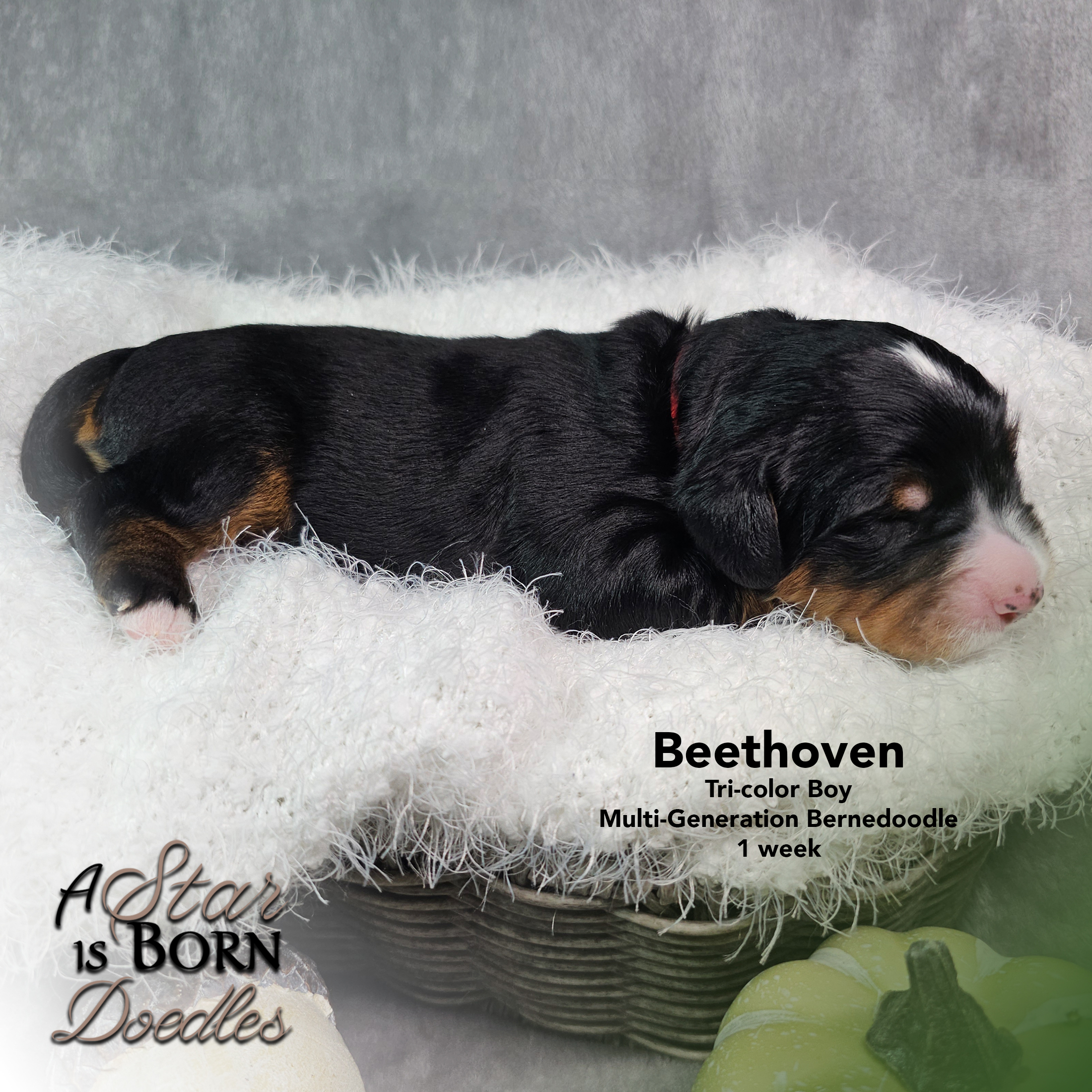 BEETHOVEN-2-Avery-Sept-2025-1-week