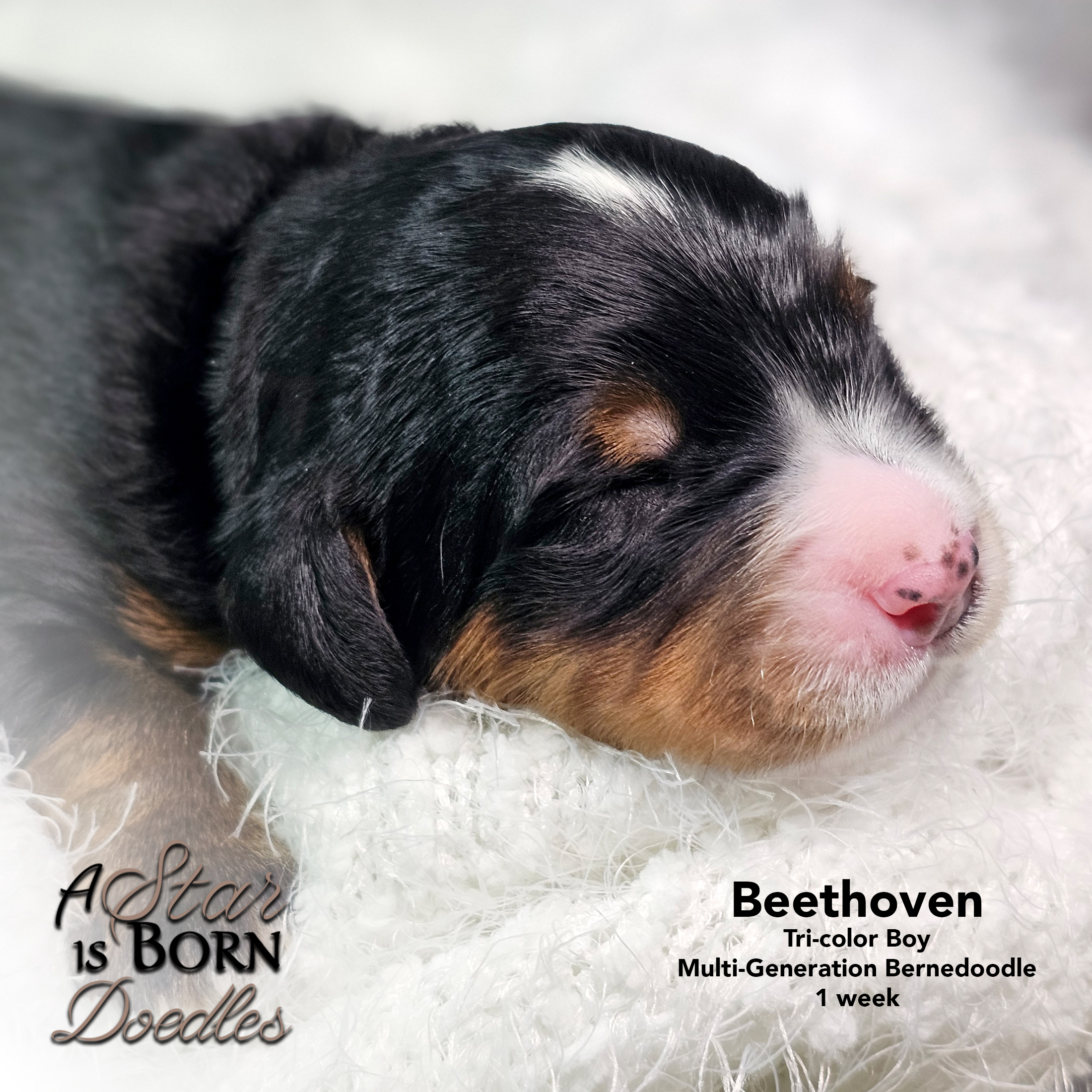 BEETHOVEN-3-Avery-Sept-2025-1-week