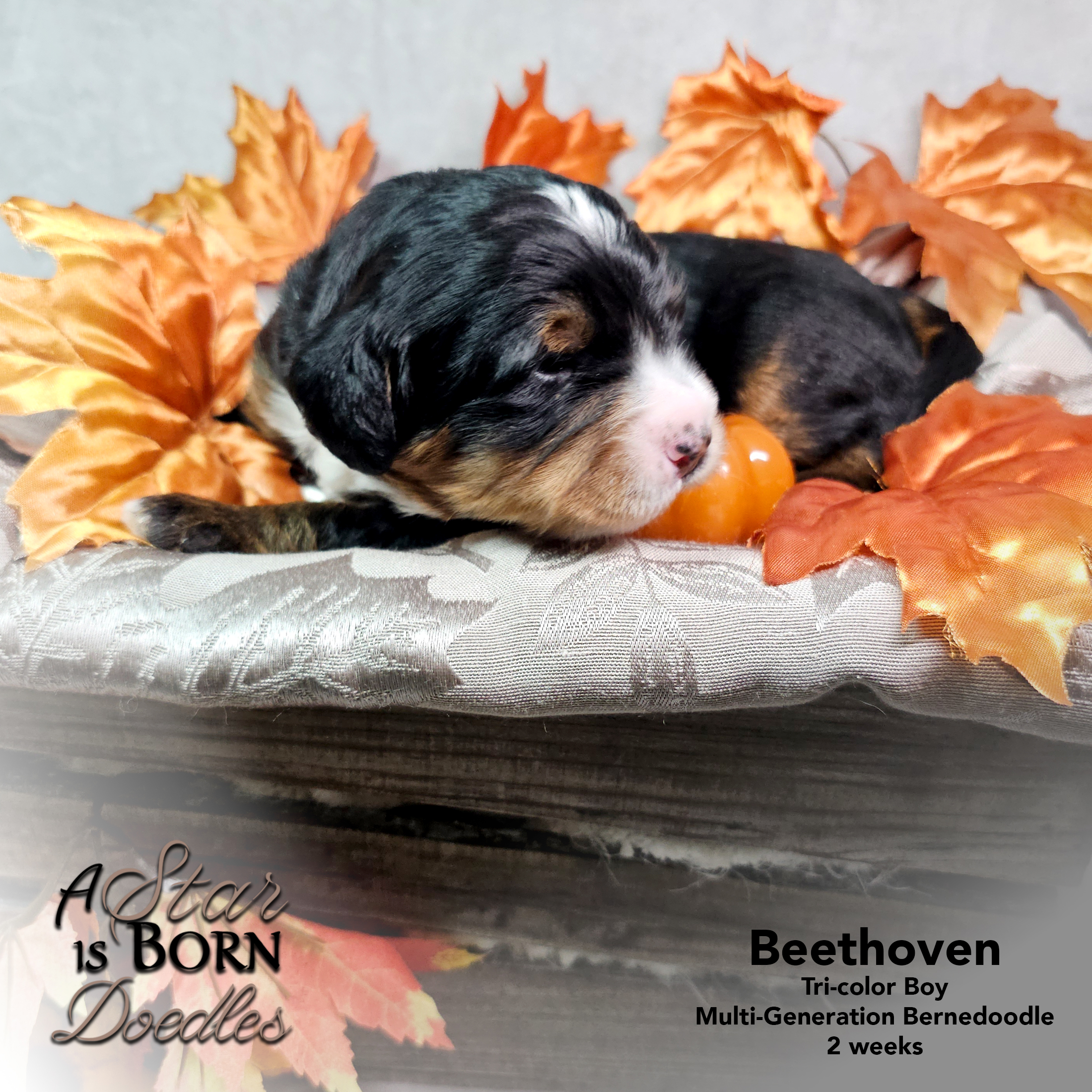 BEETHOVEN-3-Avery-Sept-2025-2-week