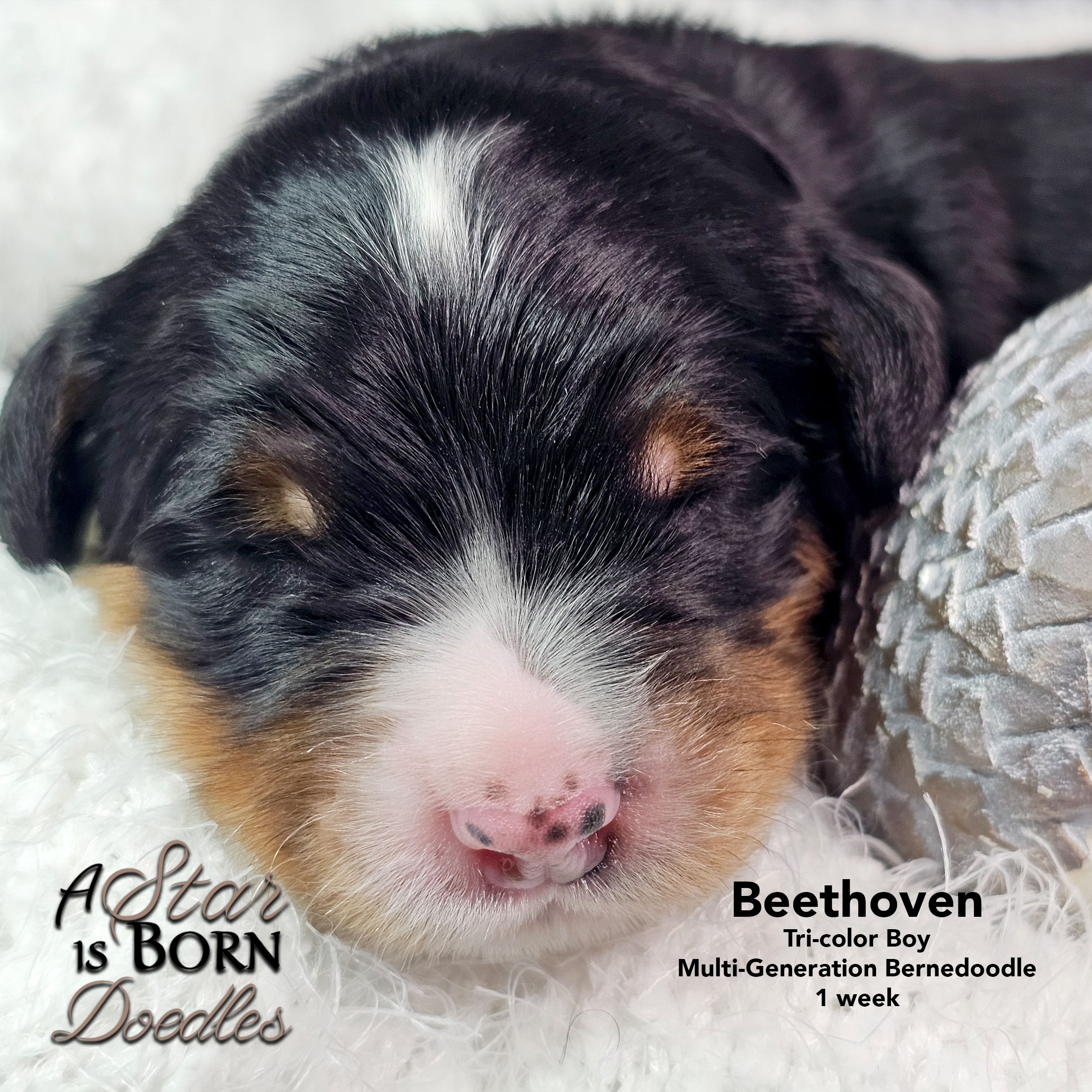 BEETHOVEN-4-Avery-Sept-2025-1-week