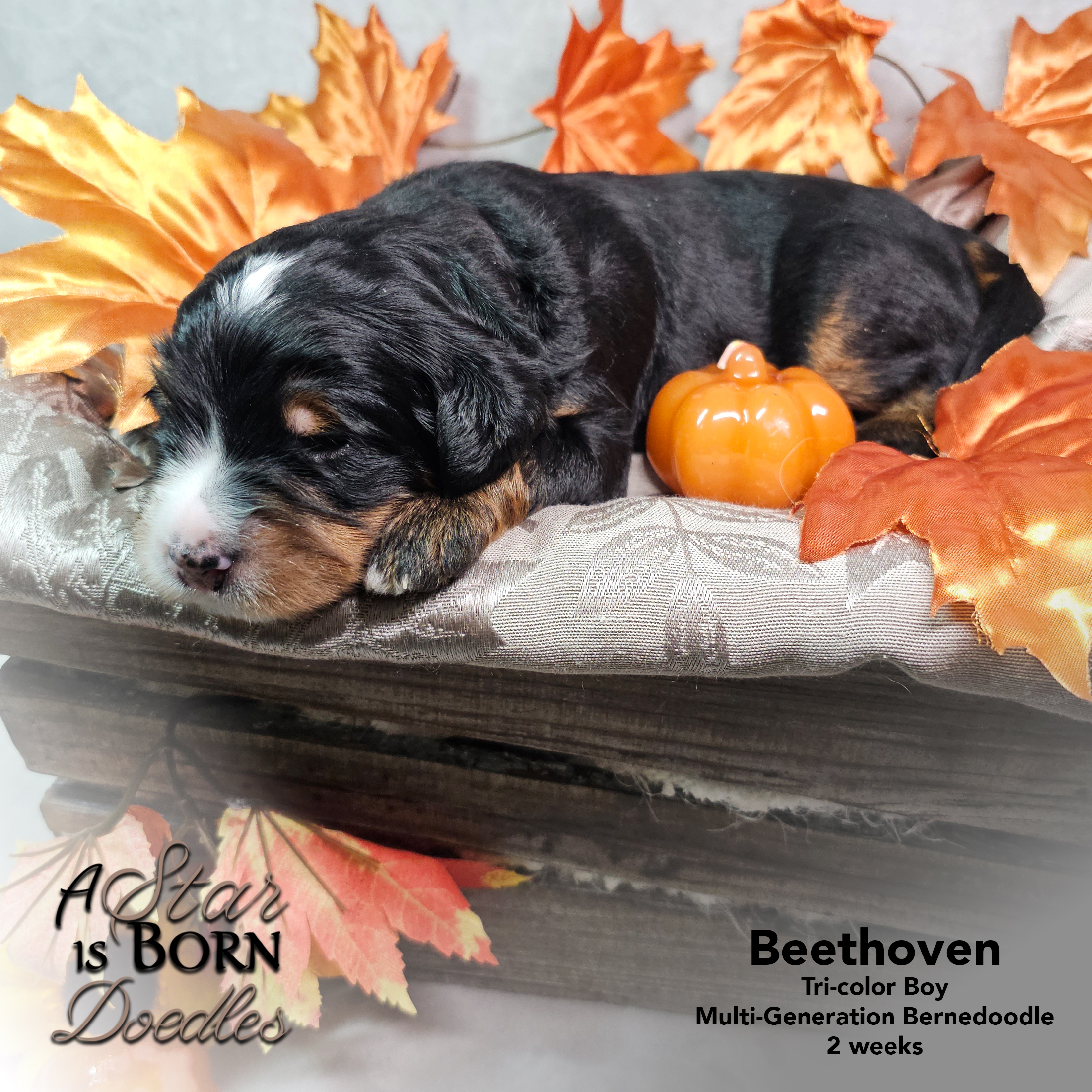 BEETHOVEN-4-Avery-Sept-2025-2-week