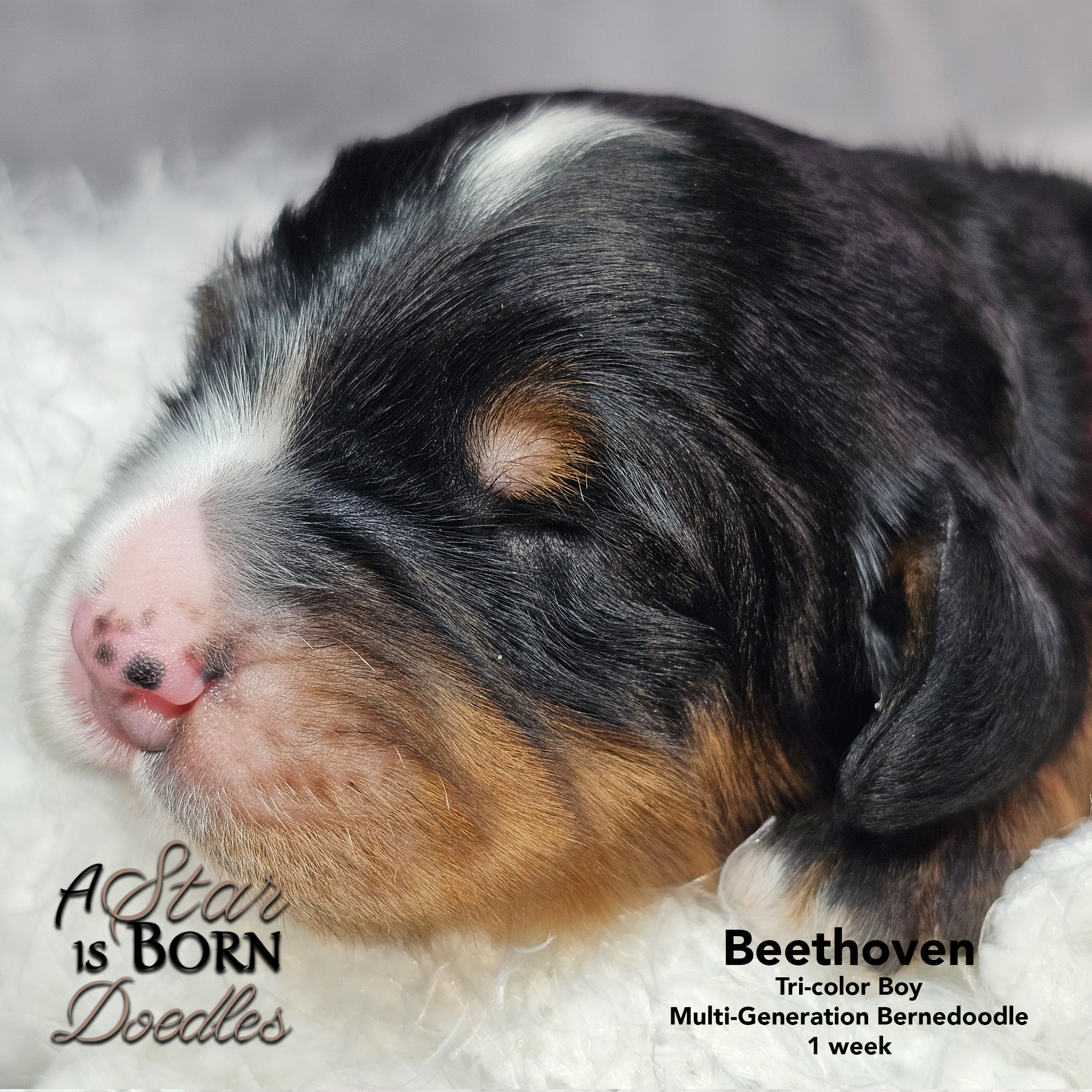 BEETHOVEN-5-Avery-Sept-2025-1-week