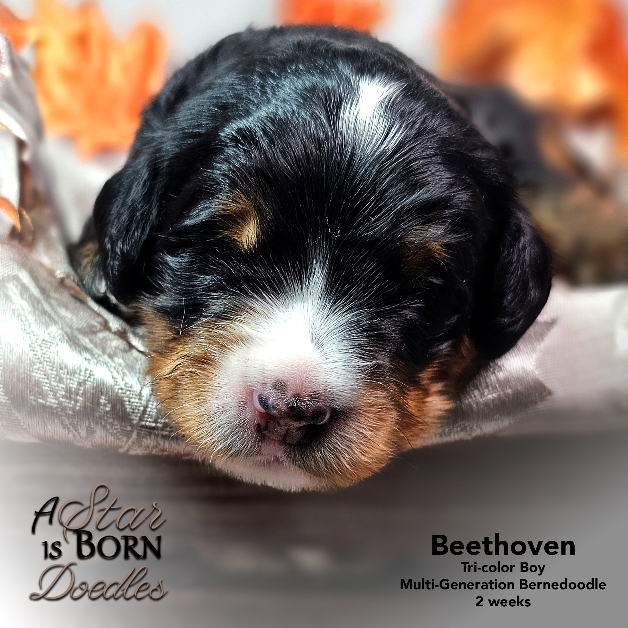 BEETHOVEN-5-Avery-Sept-2025-2-week