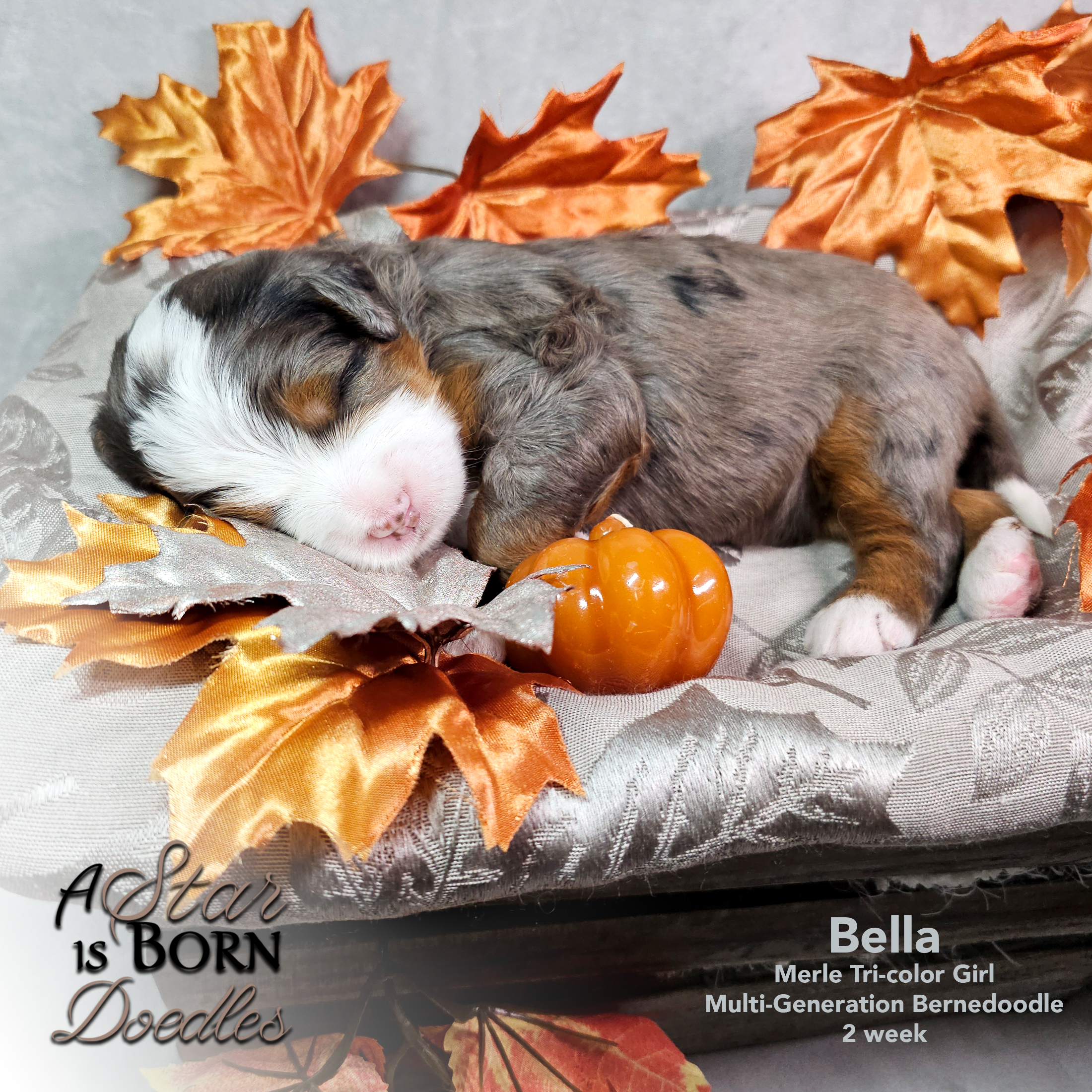 BELLA-1-Avery-Sept-2025-2-week