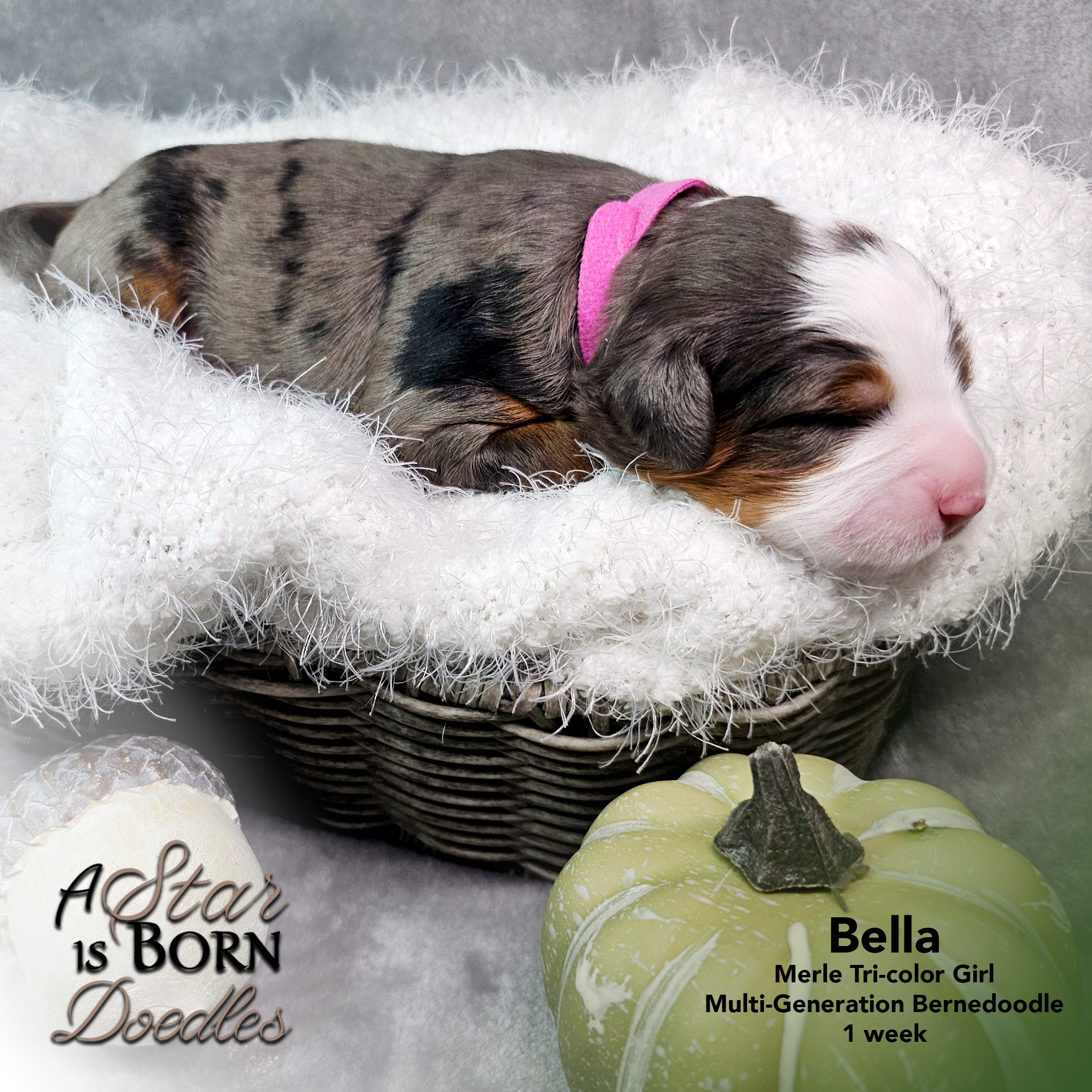 BELLA-2-Avery-Sept-2025-1-week