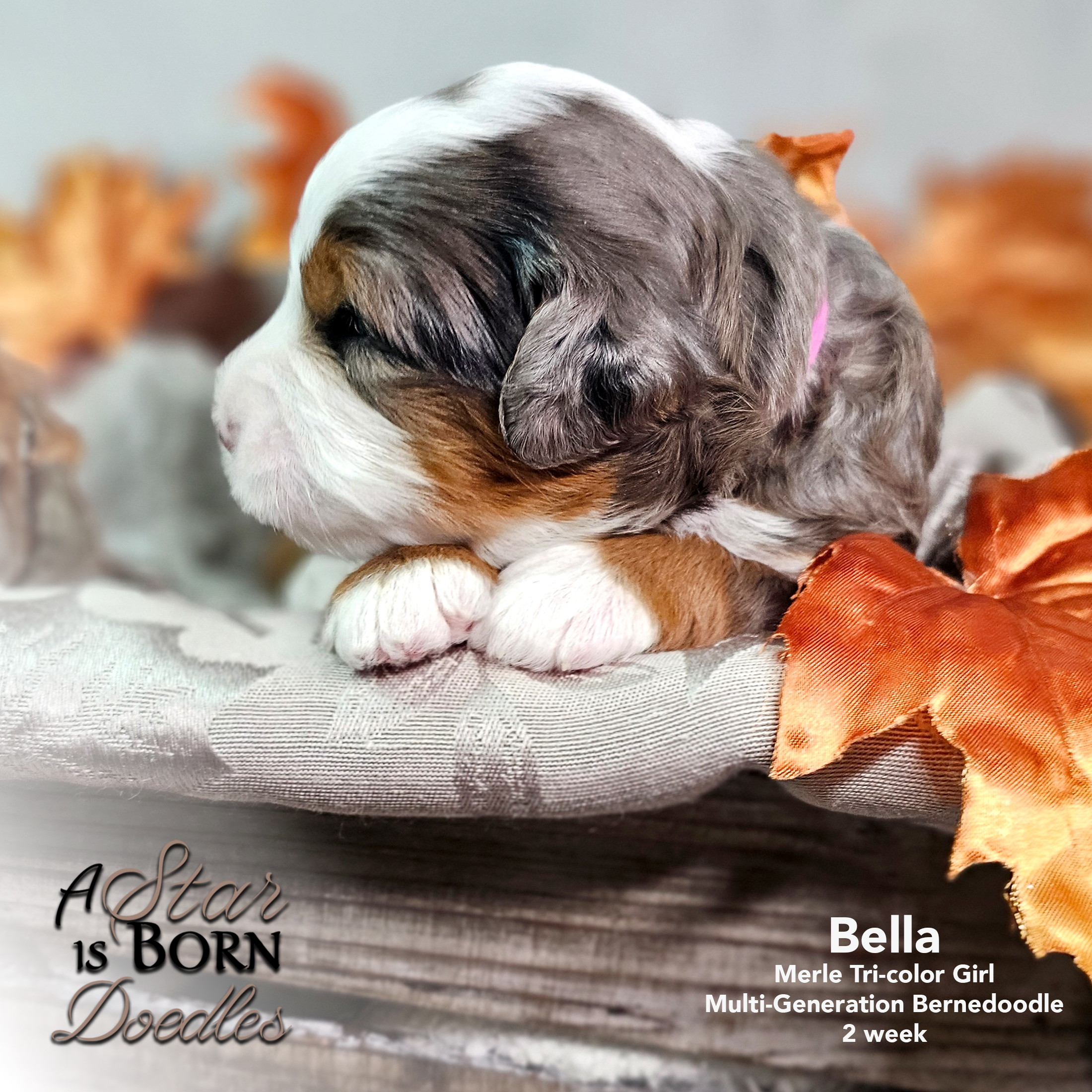 BELLA-2-Avery-Sept-2025-2-week
