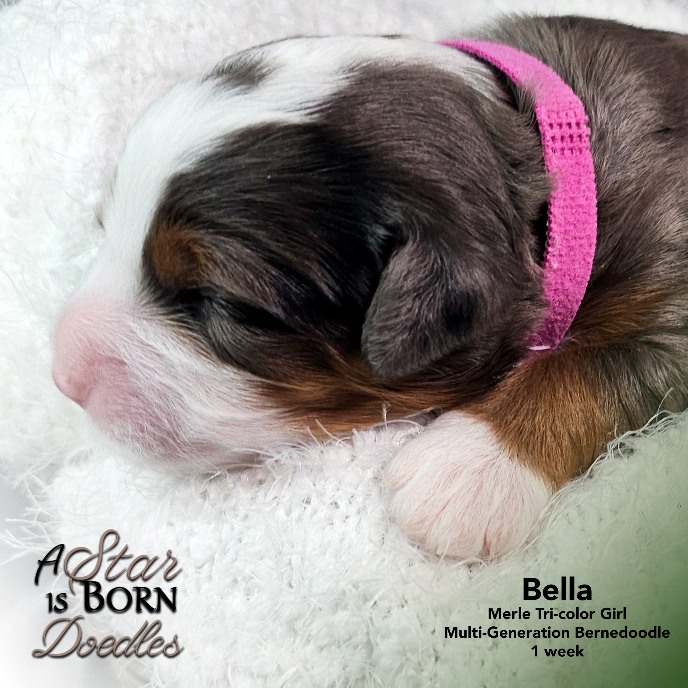 BELLA-3-Avery-Sept-2025-1-week