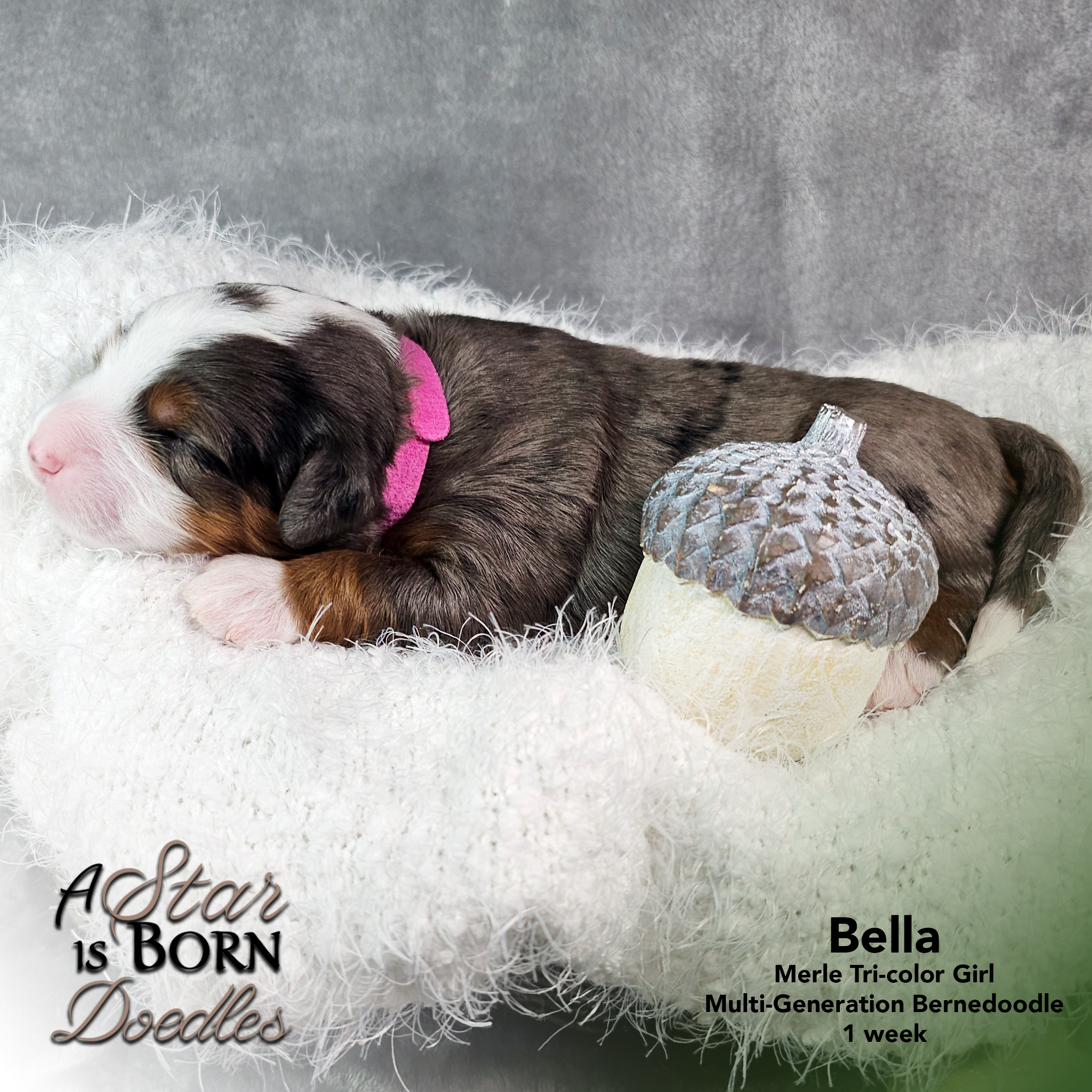 BELLA-4-Avery-Sept-2025-1-week