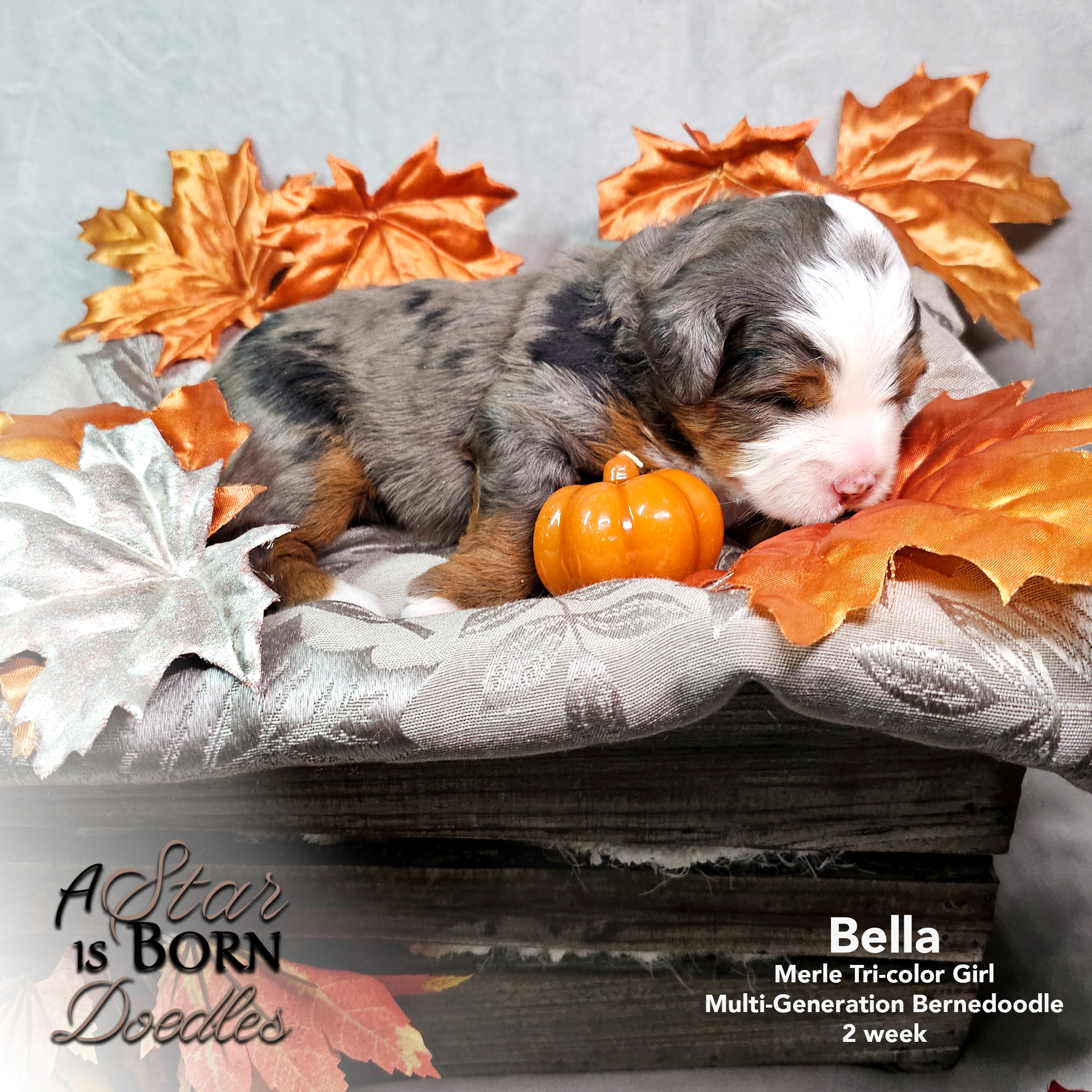 BELLA-4-Avery-Sept-2025-2-week