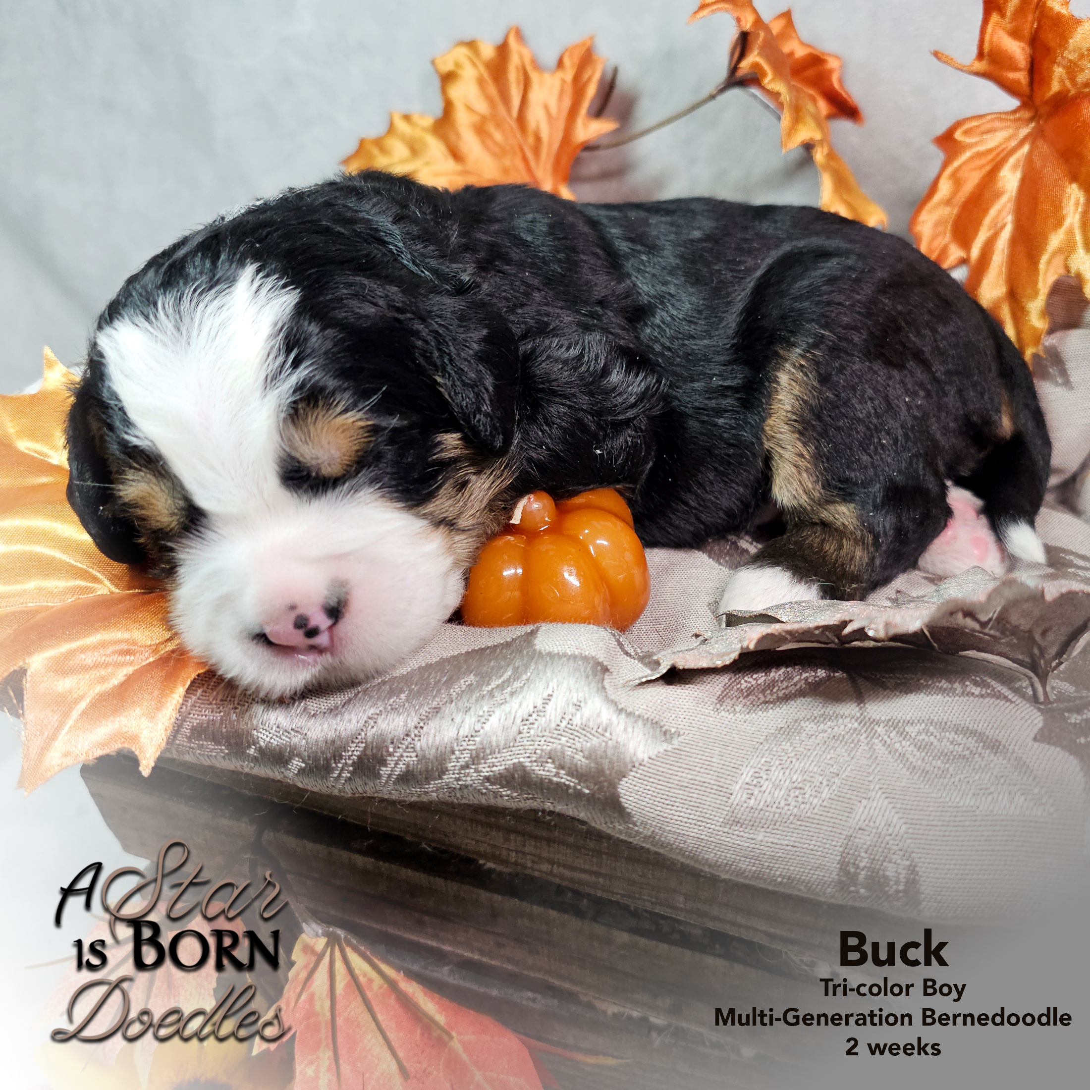 BUCK-1-Avery-Sept-2025-2-week