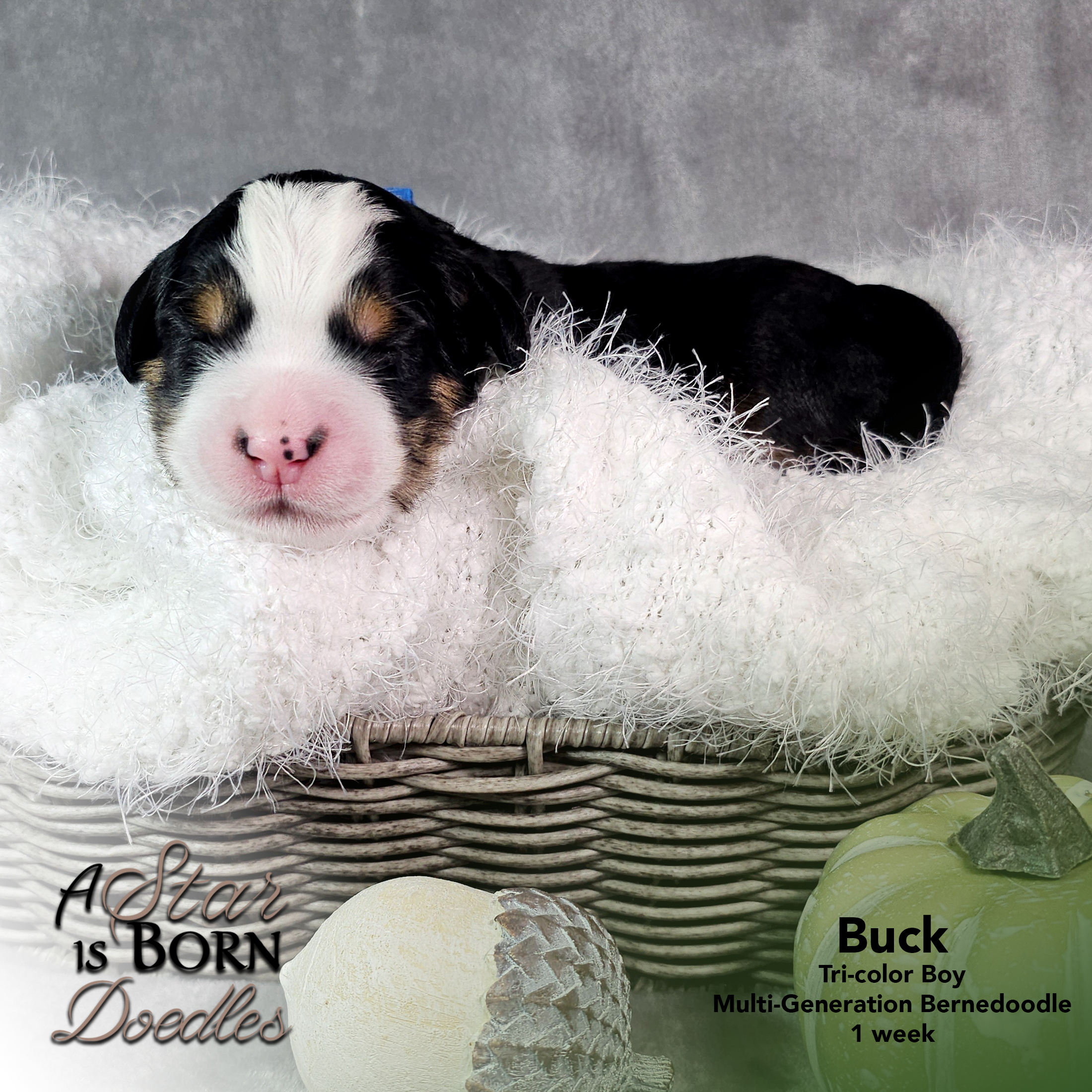 BUCK-2-Avery-Sept-2025-1-week