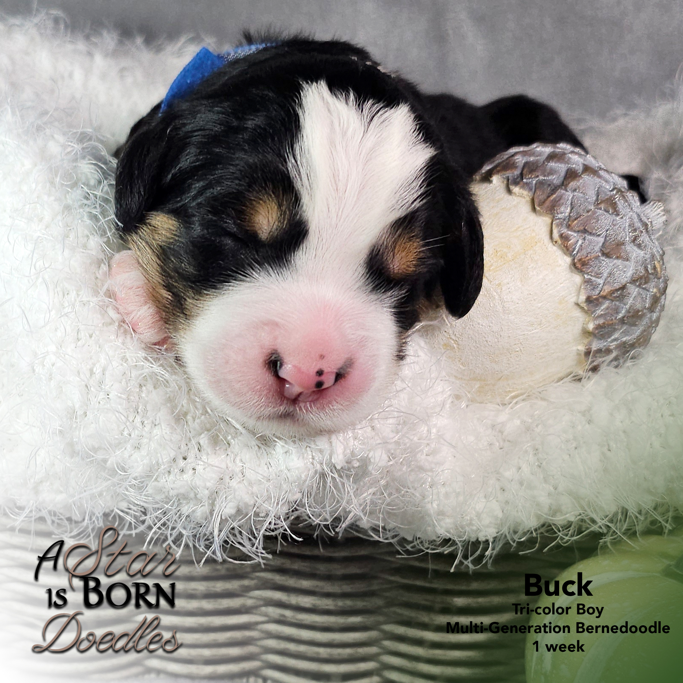 BUCK-3-Avery-Sept-2025-1-week