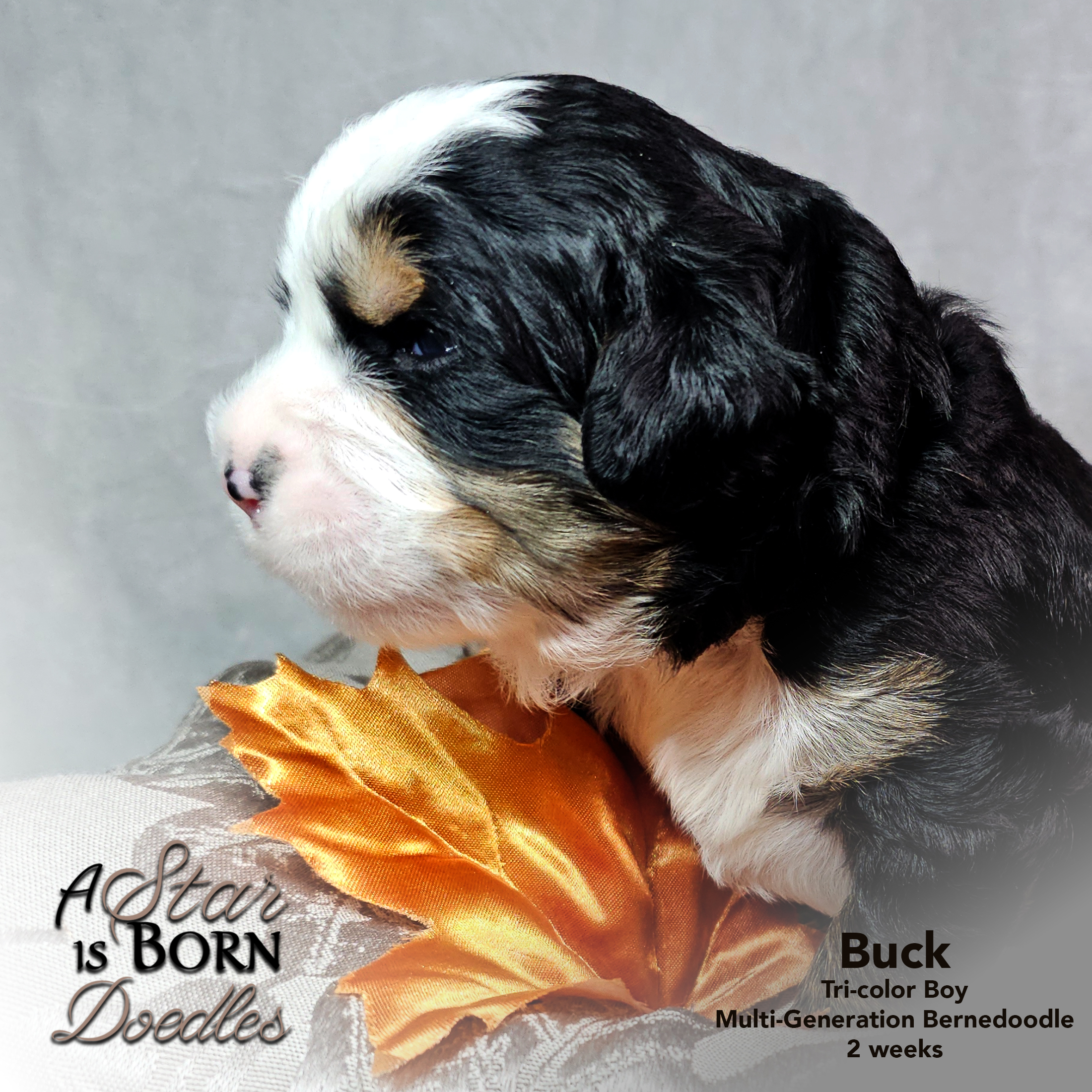 BUCK-3-Avery-Sept-2025-2-week
