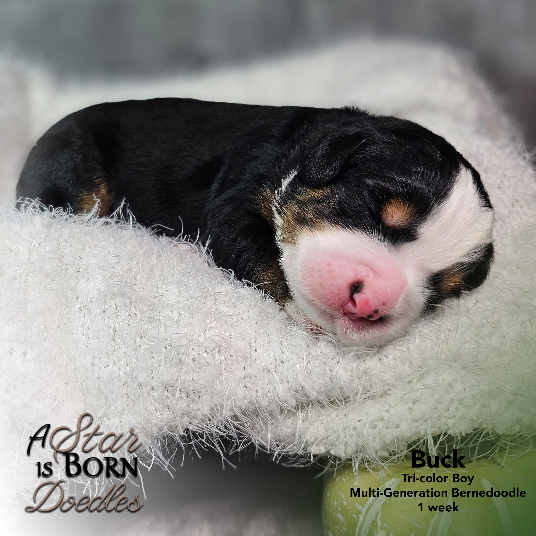 BUCK-4-Avery-Sept-2025-1-week
