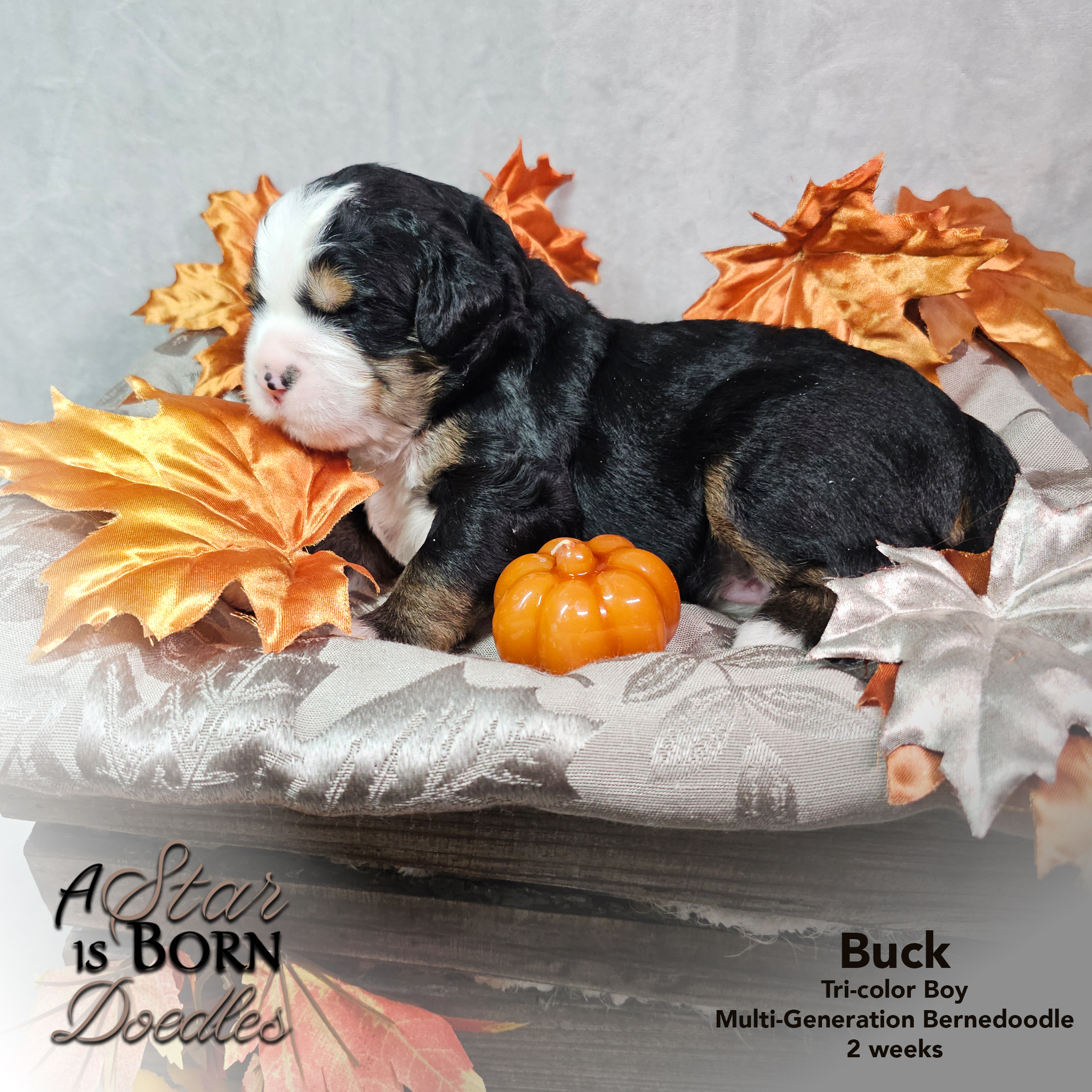 BUCK-4-Avery-Sept-2025-2-week