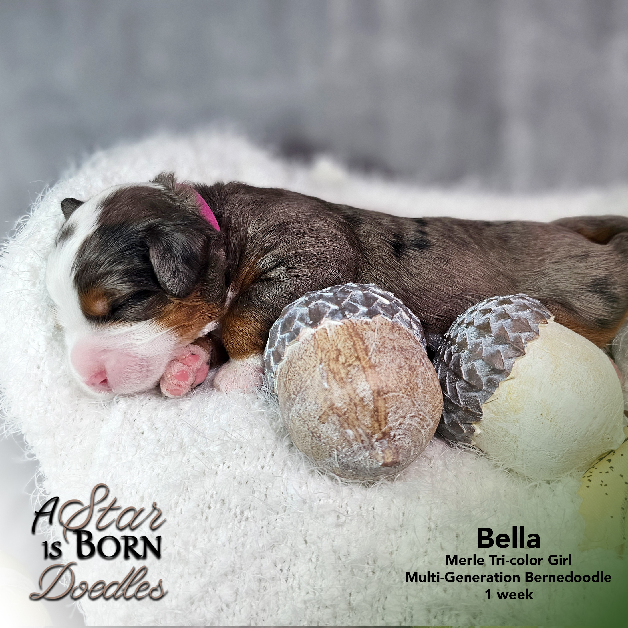 Bella-1-Avery-Sept-2025-1-week