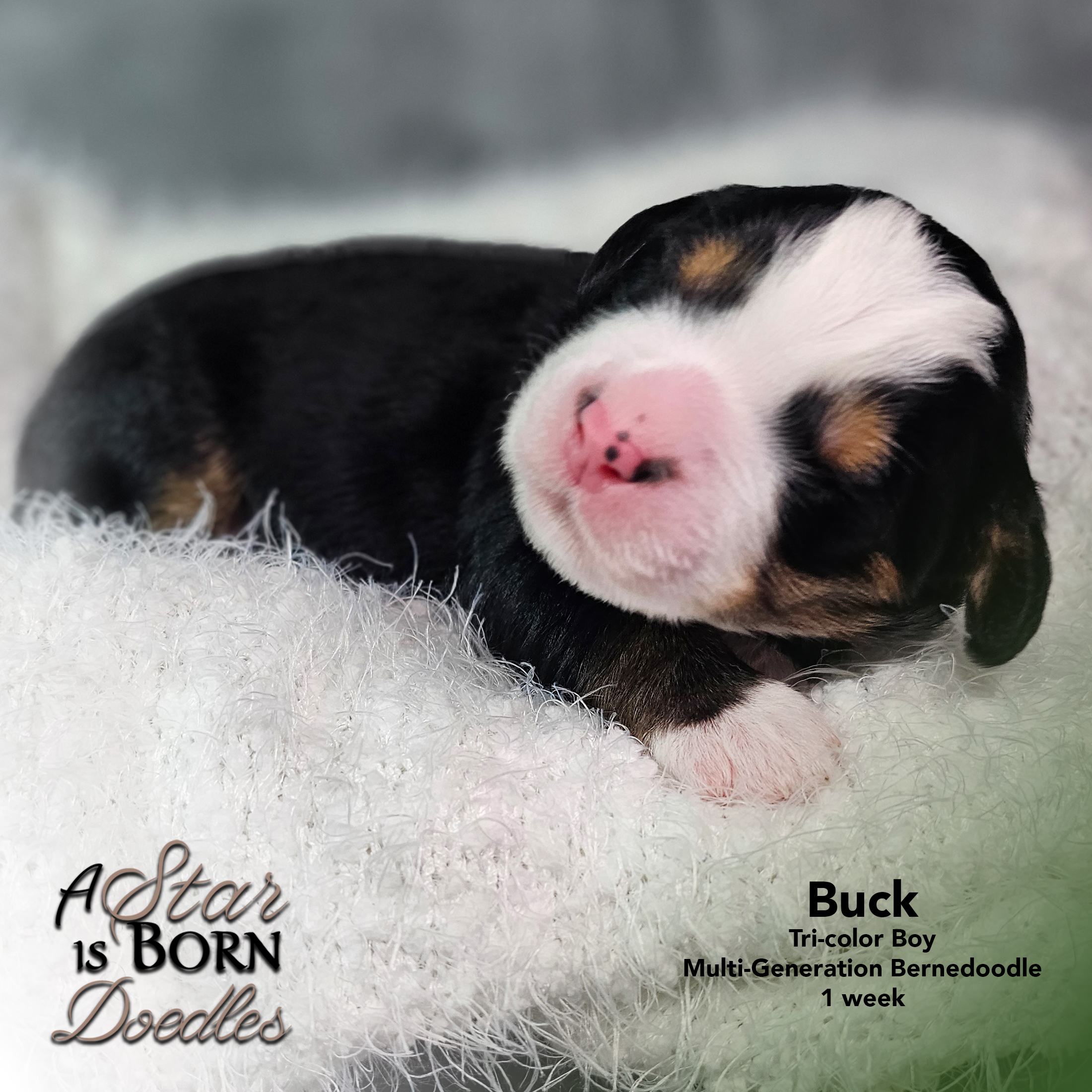 Buck-6-Avery-Sept-2025-1-week