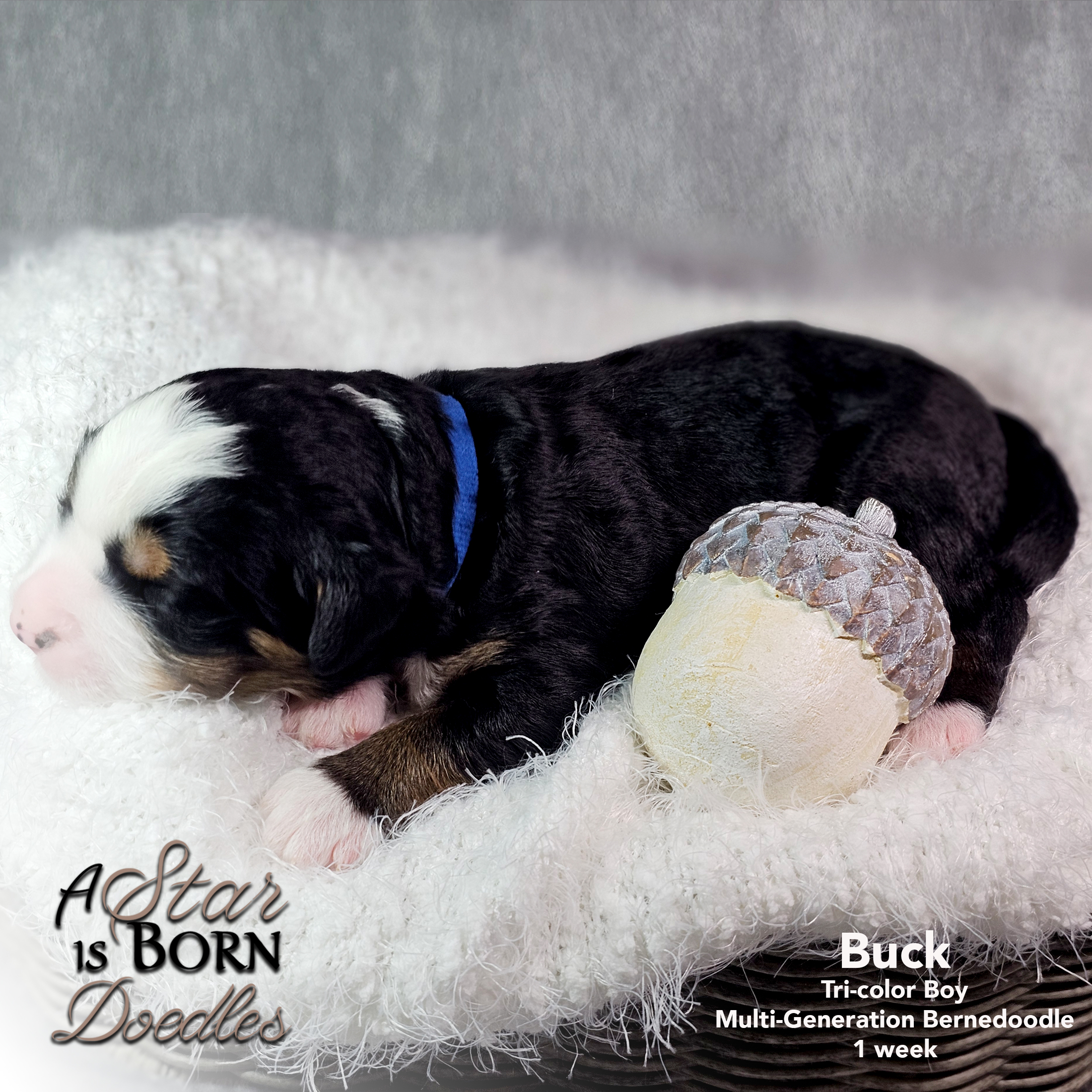 Buck-7-Avery-Sept-2025-1-week