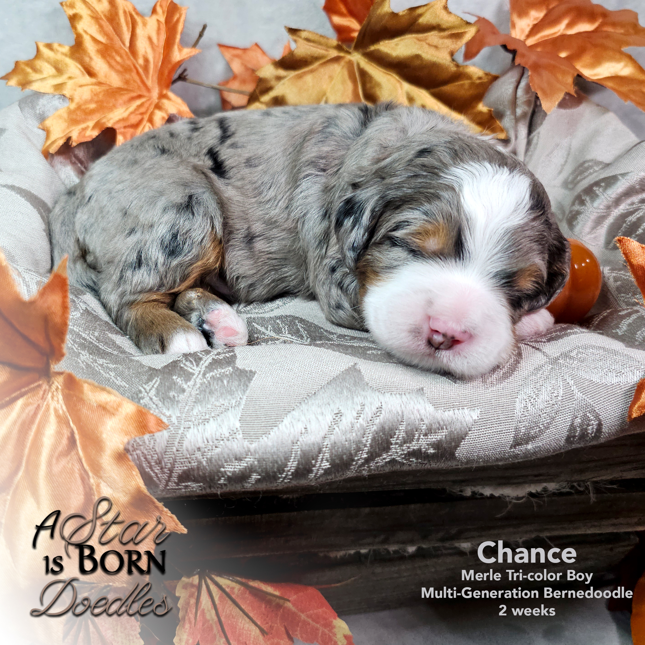 CHANCE-1---Avery-Sept-2025-2-week