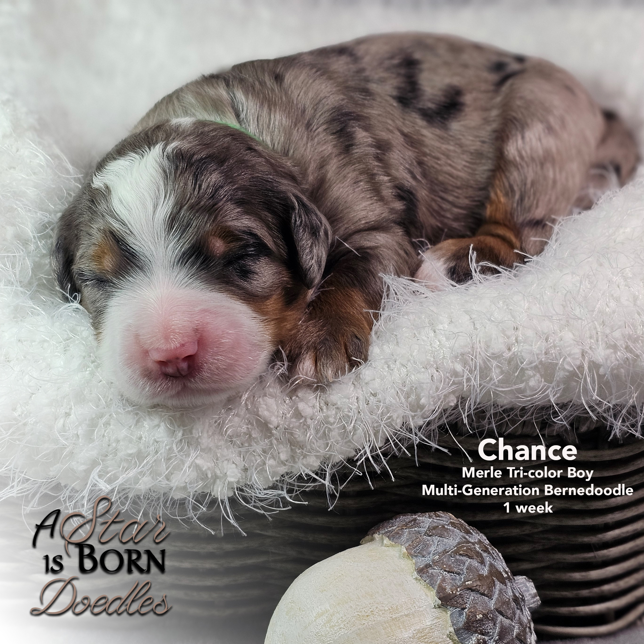 CHANCE-2-Avery-Sept-2025-1-week