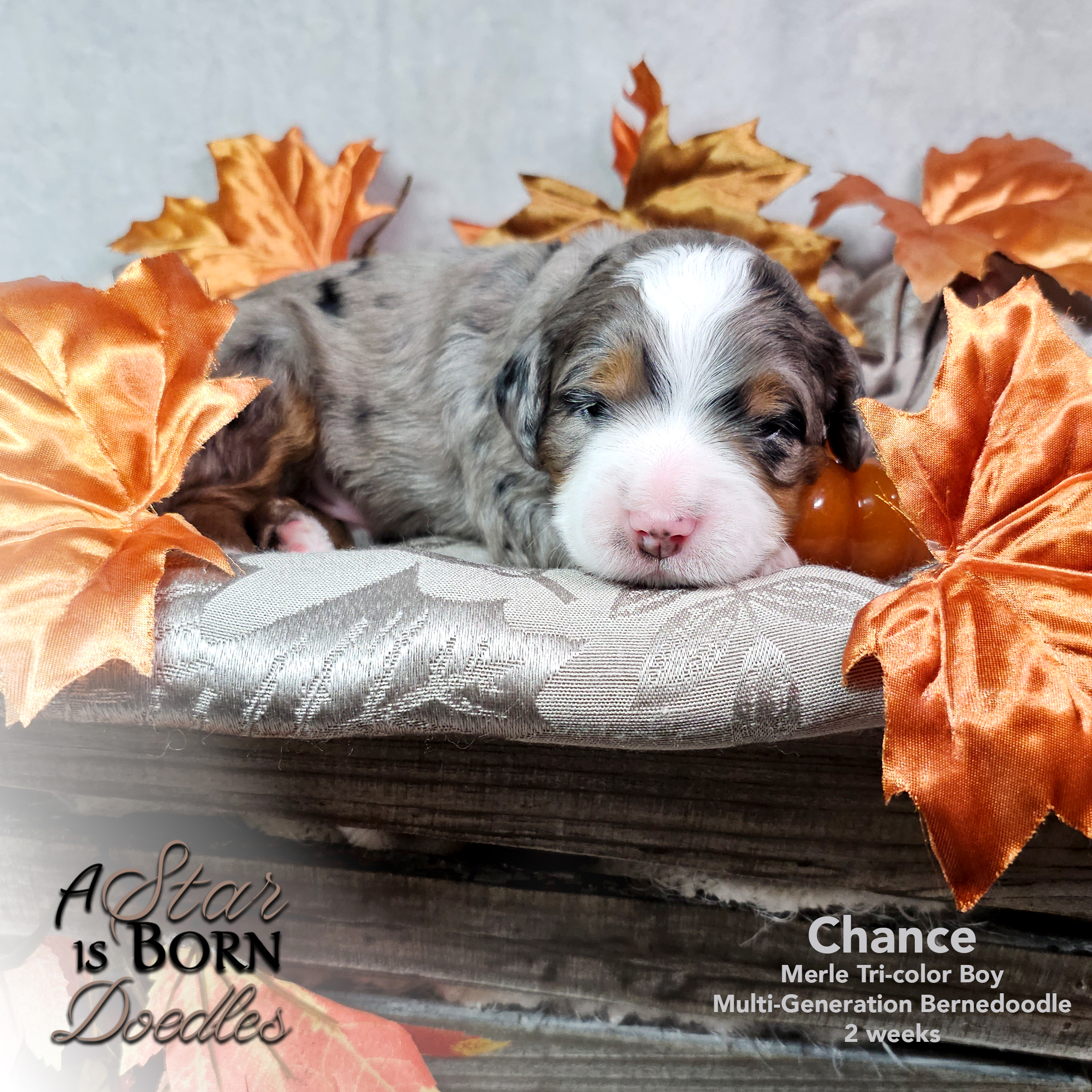 CHANCE-2-Avery-Sept-2025-2-week
