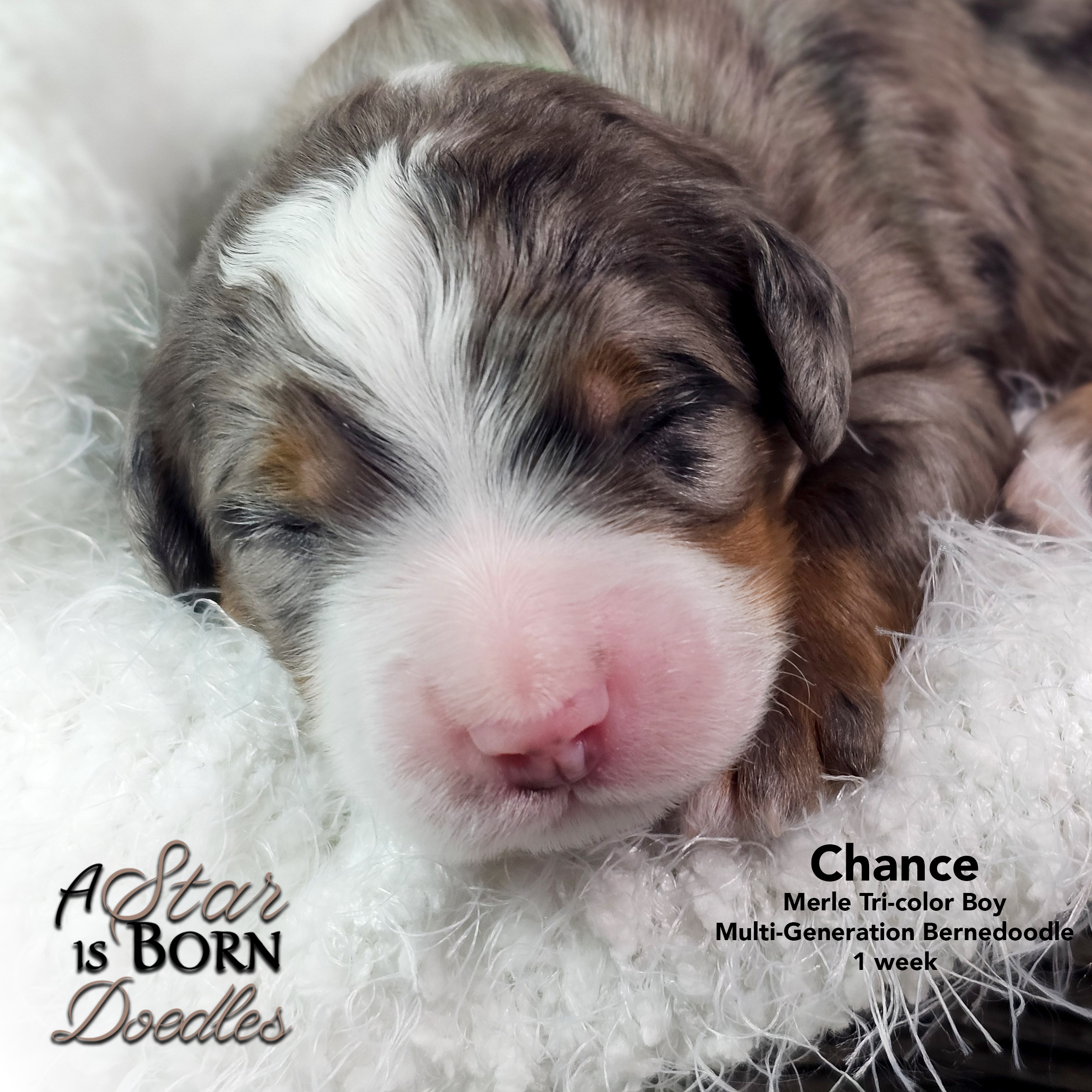 CHANCE-3-Avery-Sept-2025-1-week