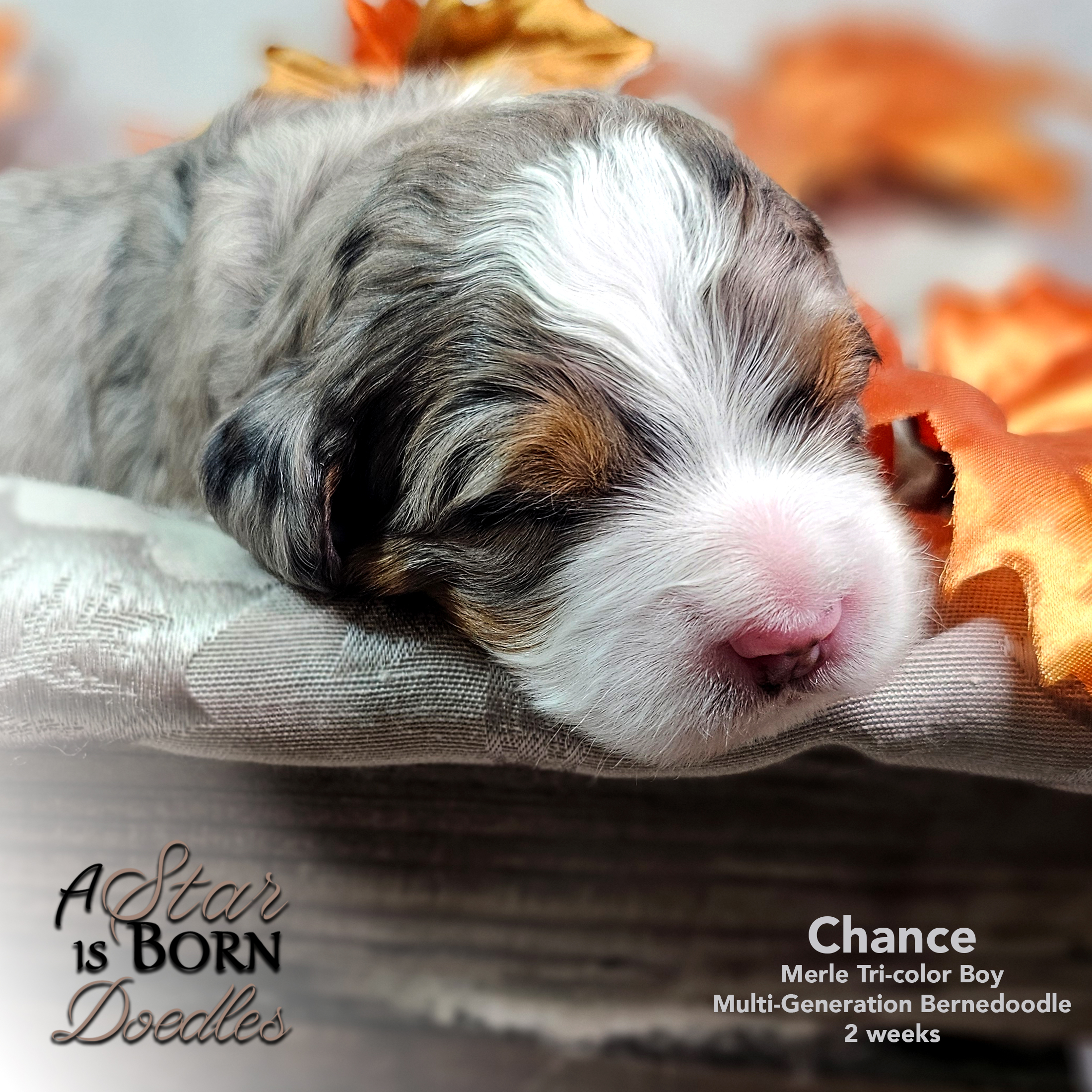CHANCE-3-Avery-Sept-2025-2-week