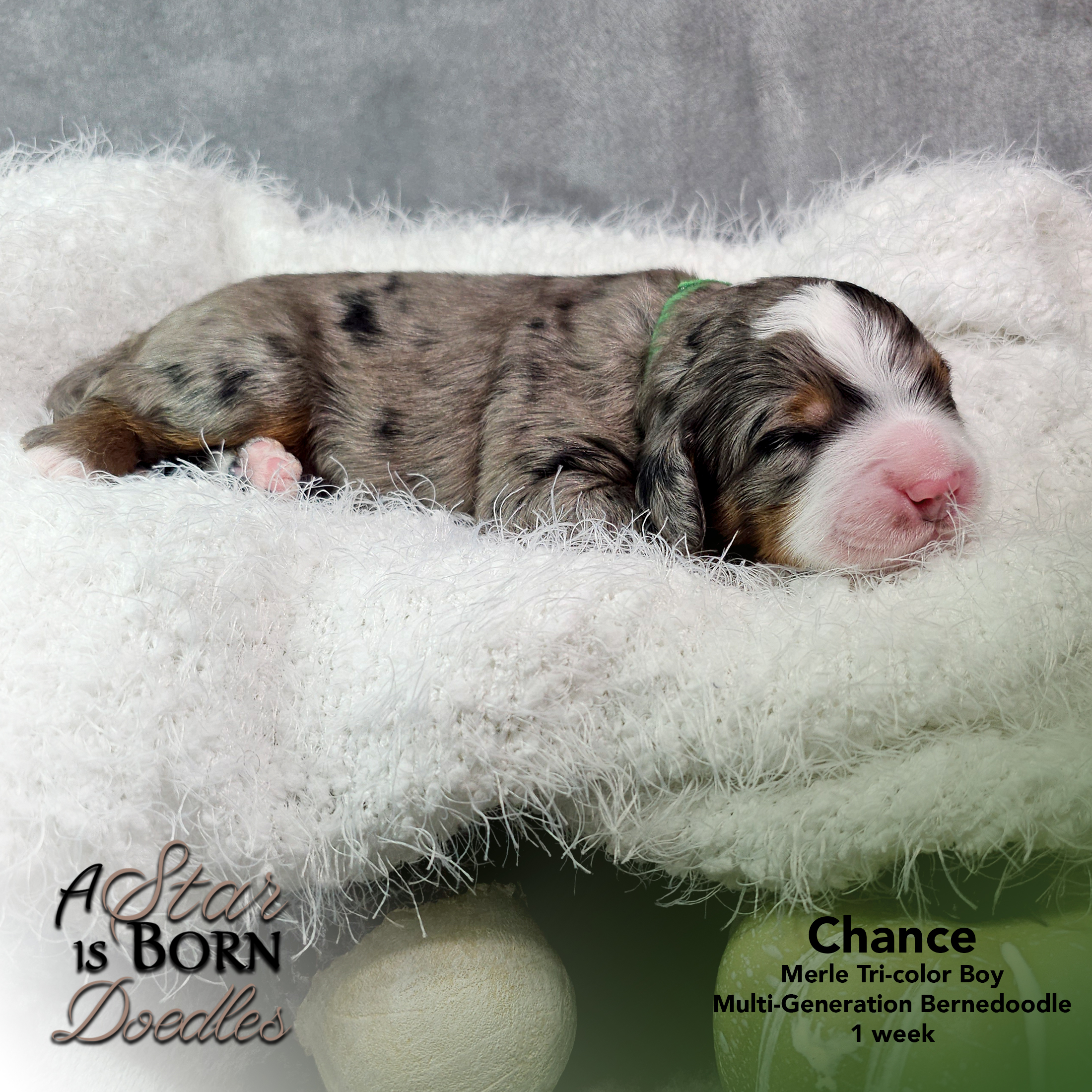 CHANCE-4-Avery-Sept-2025-1-week