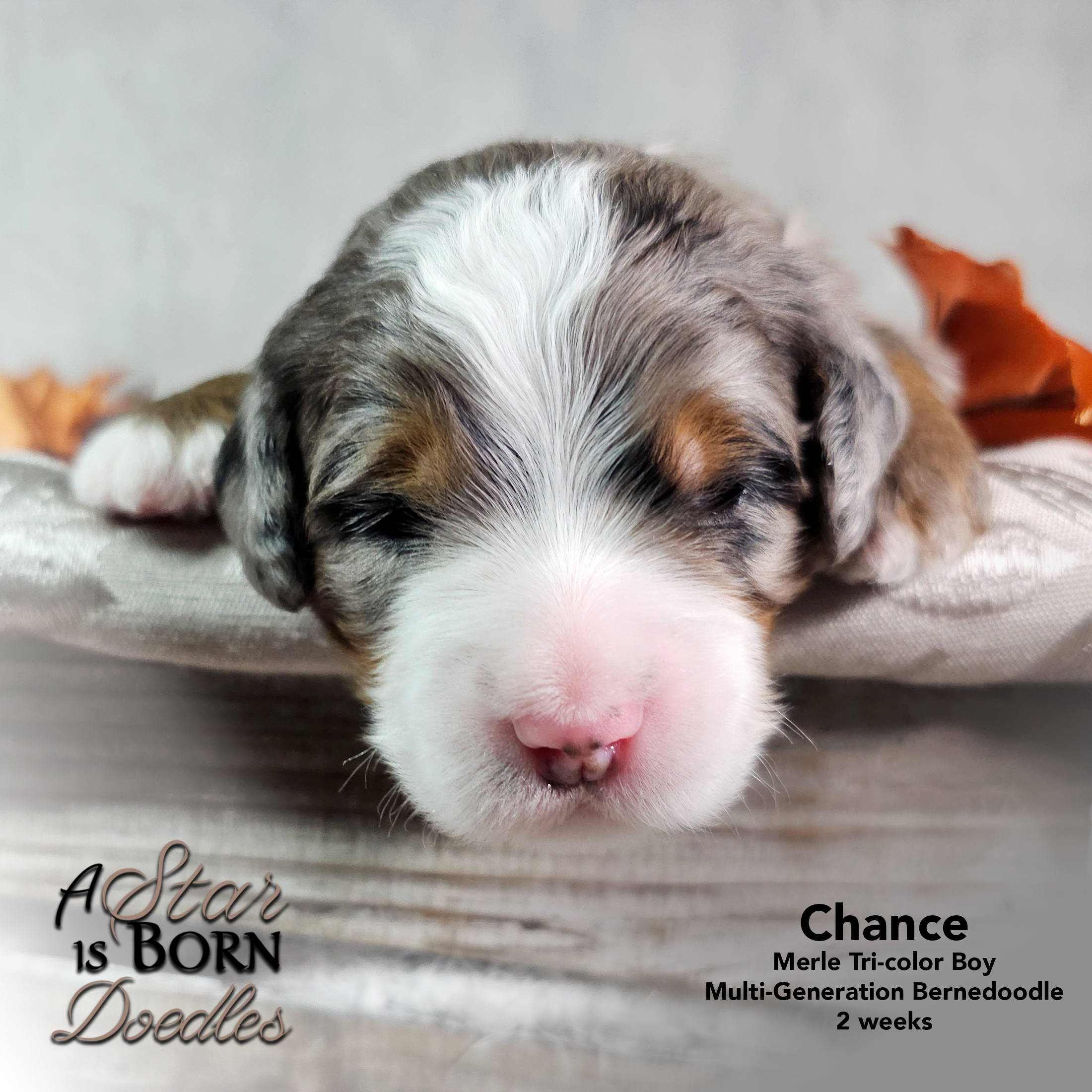 CHANCE-5-Avery-Sept-2025-2-week