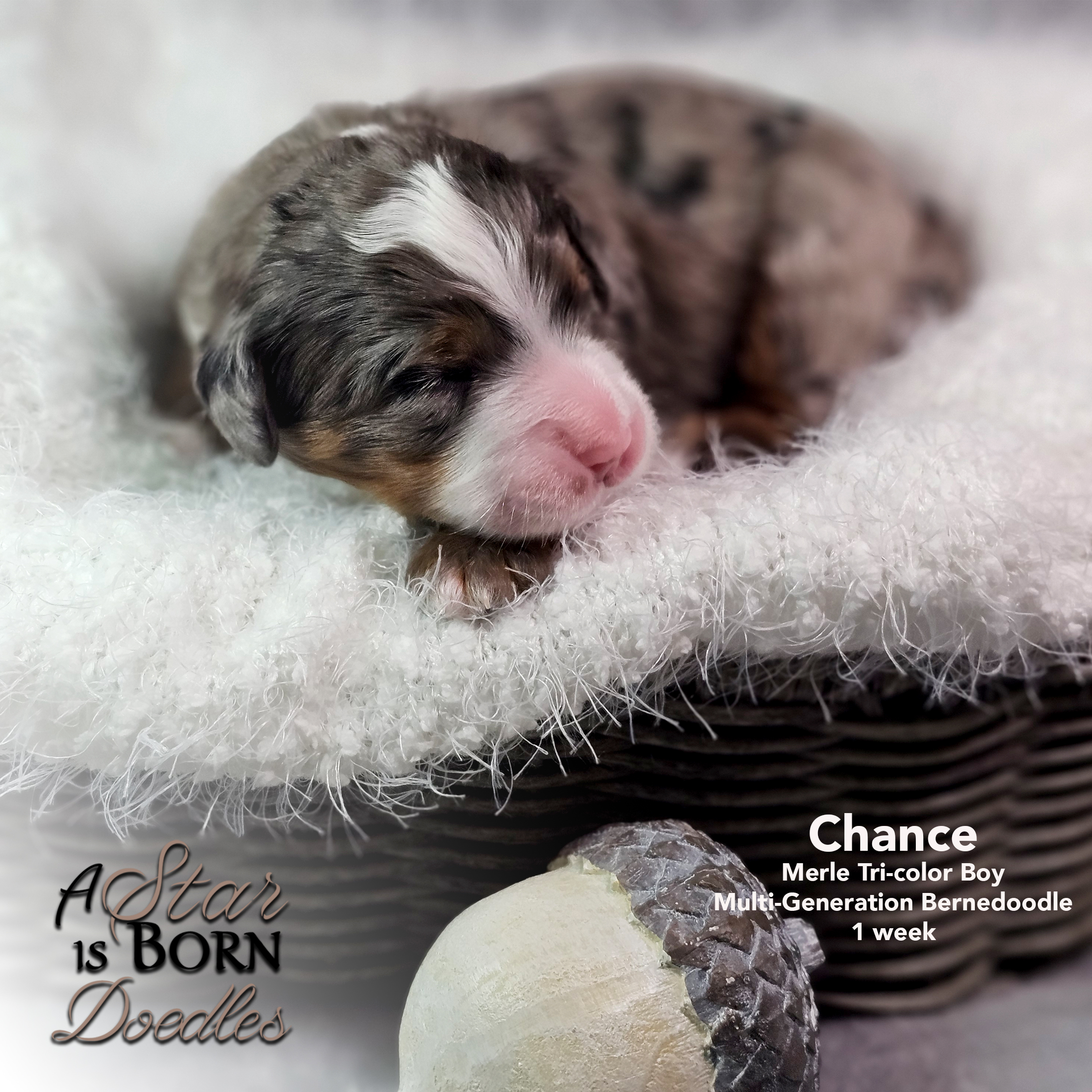 Chance-Avery-Sept-25-1-week