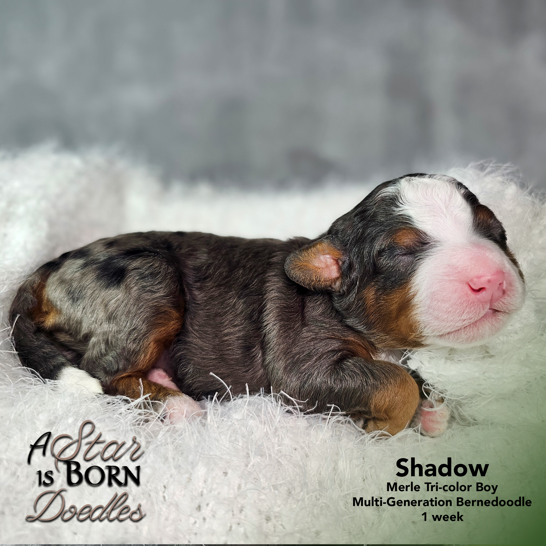 SHADOW-1-Avery-Sept-2025-1-week