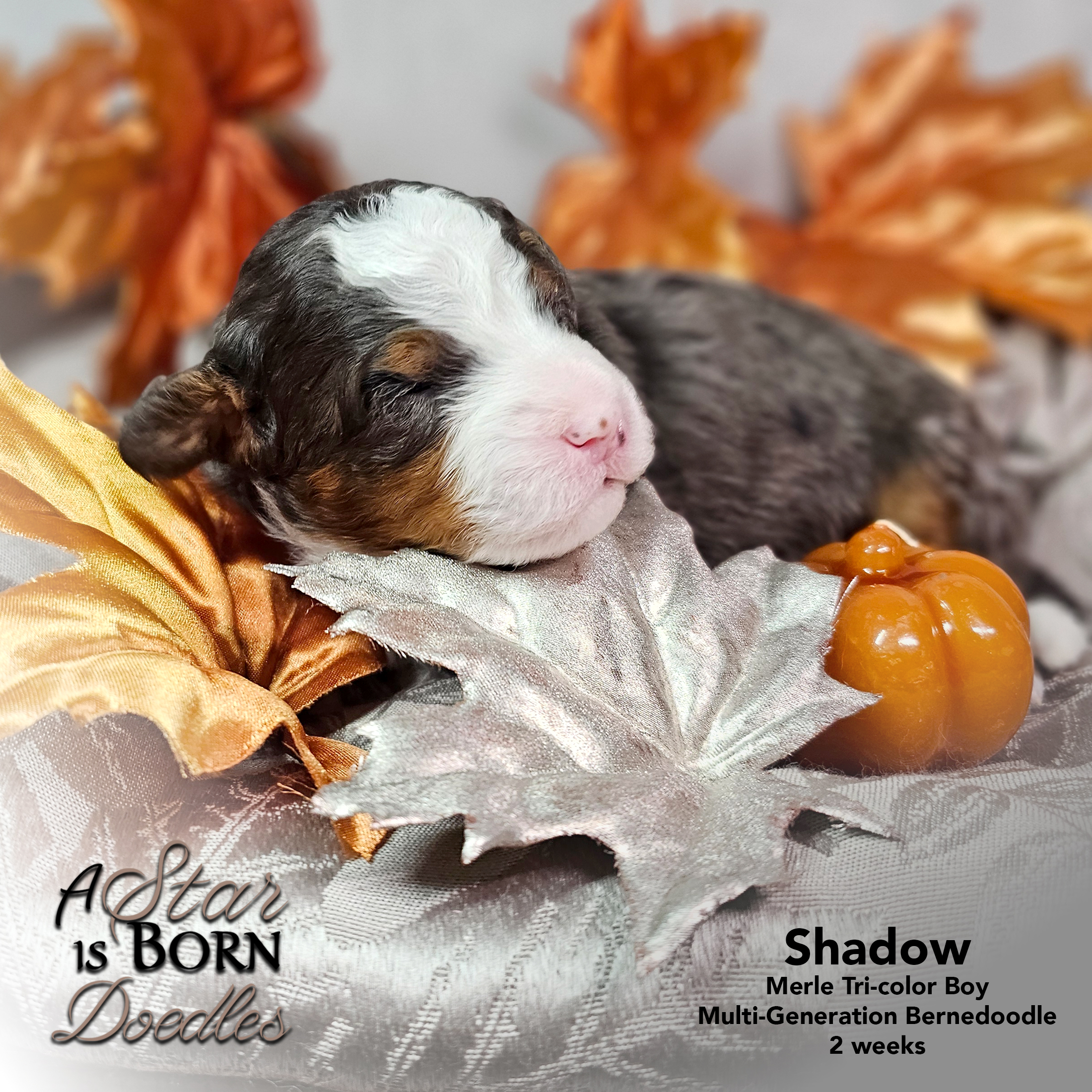 SHADOW-1-Avery-Sept-2025-2-week
