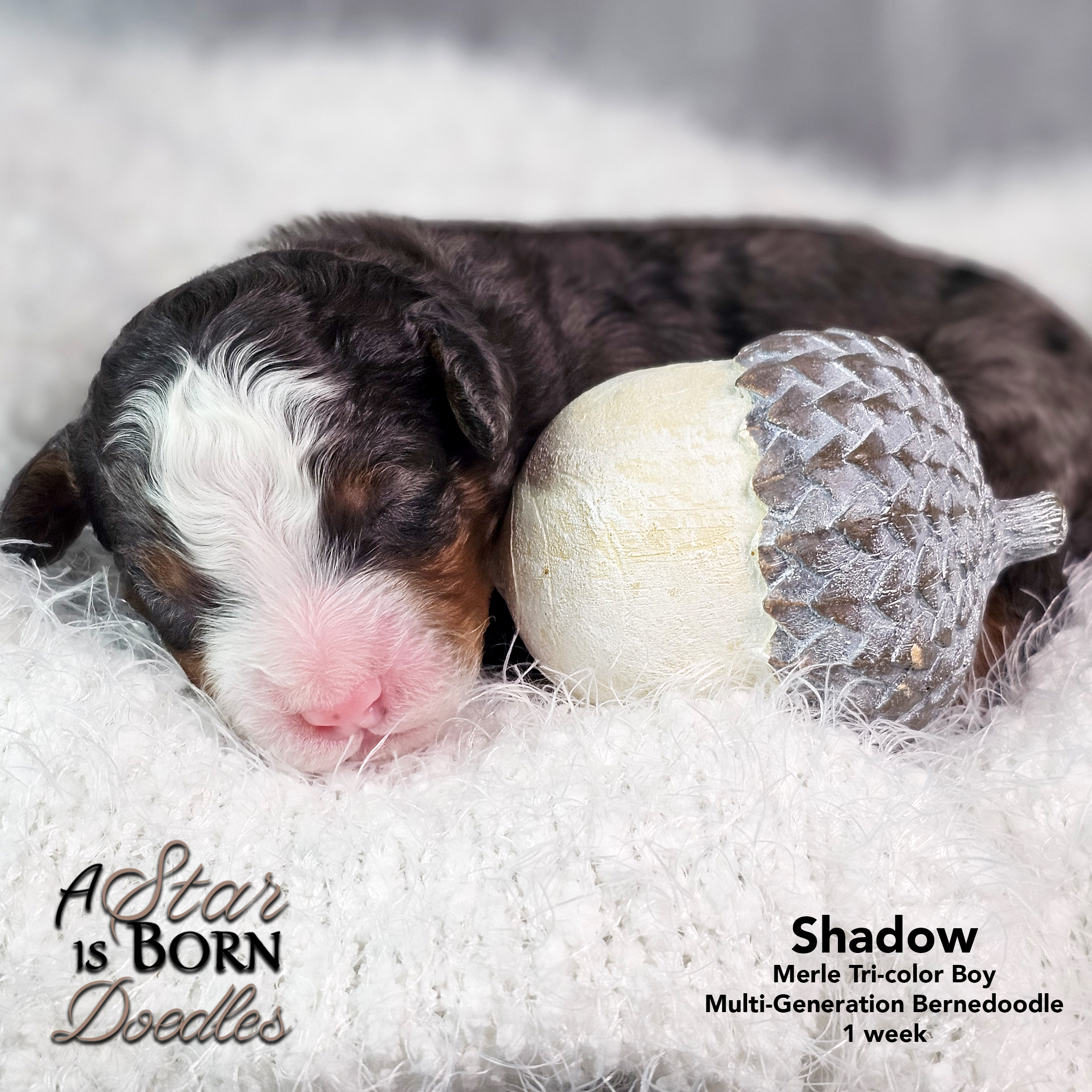 SHADOW-2-Avery-Sept-2025-1-week