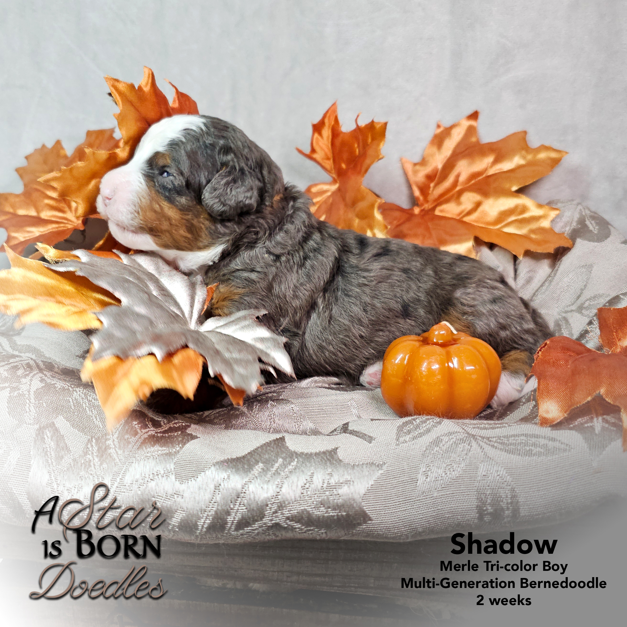 SHADOW-2-Avery-Sept-2025-2-week