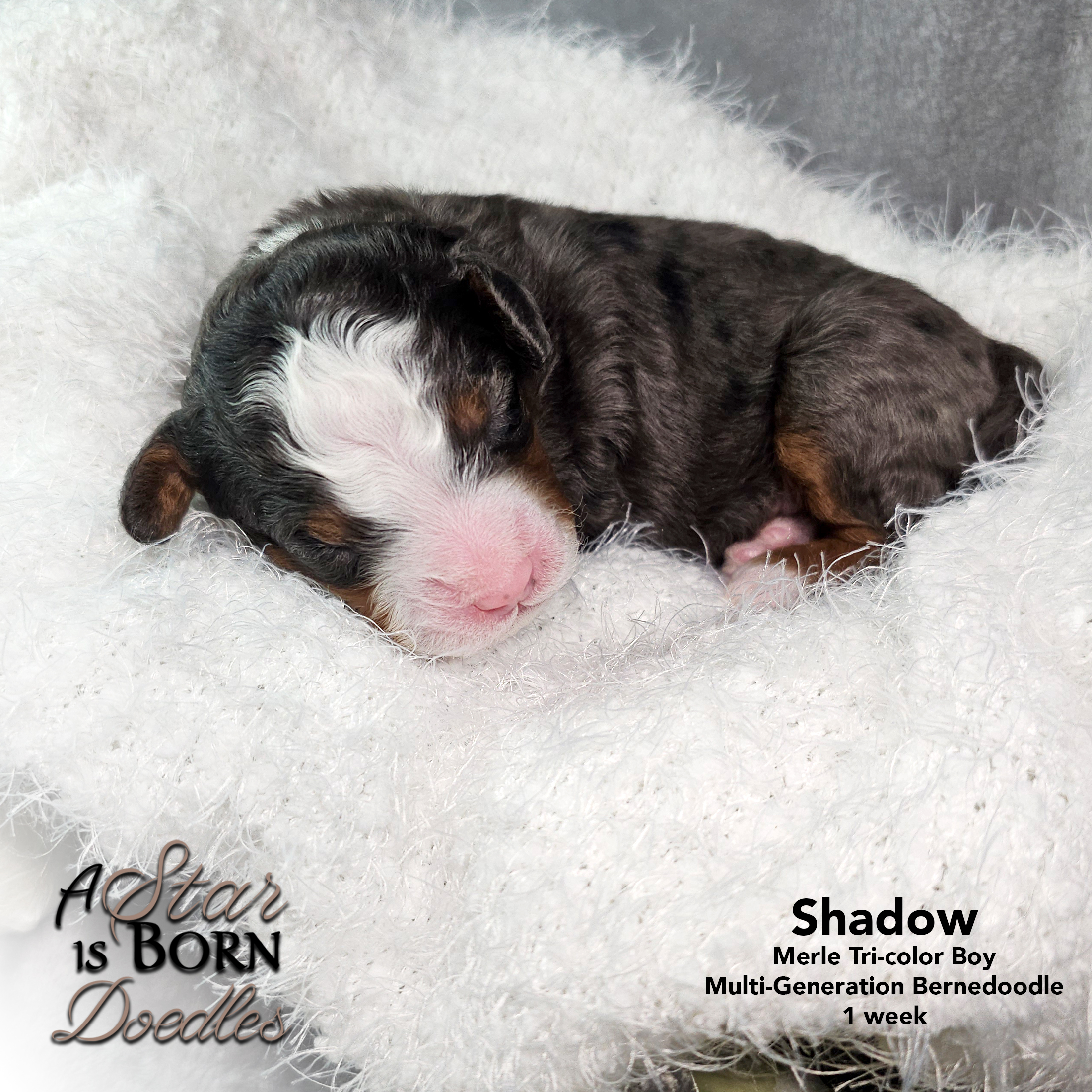 SHADOW-3-Avery-Sept-2025-1-week