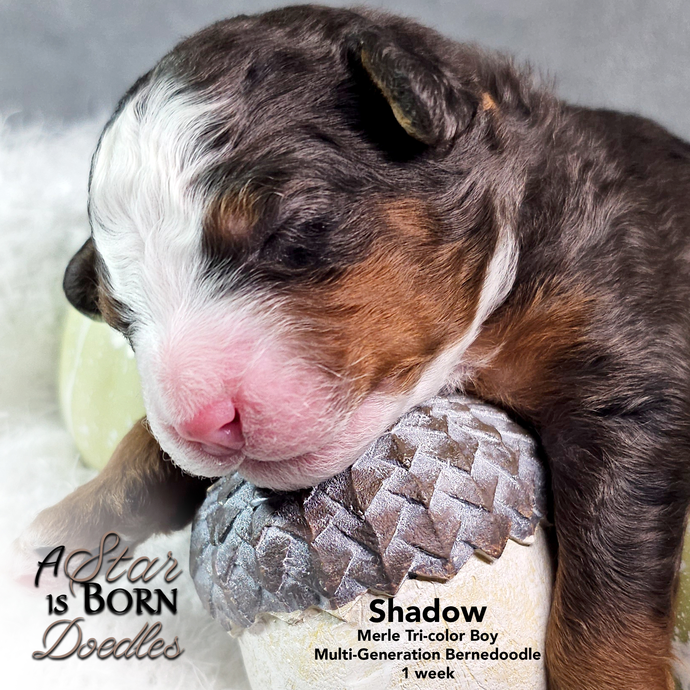 SHADOW-4-Avery-Sept-2025-1-week