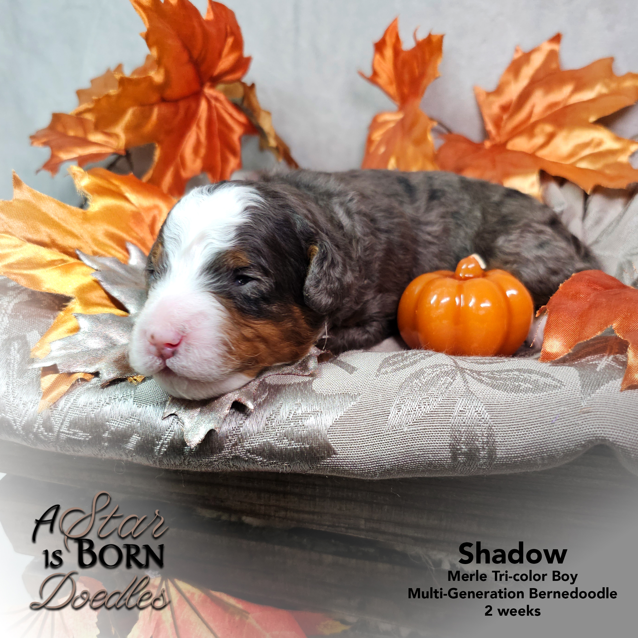 SHADOW-4-Avery-Sept-2025-2-week