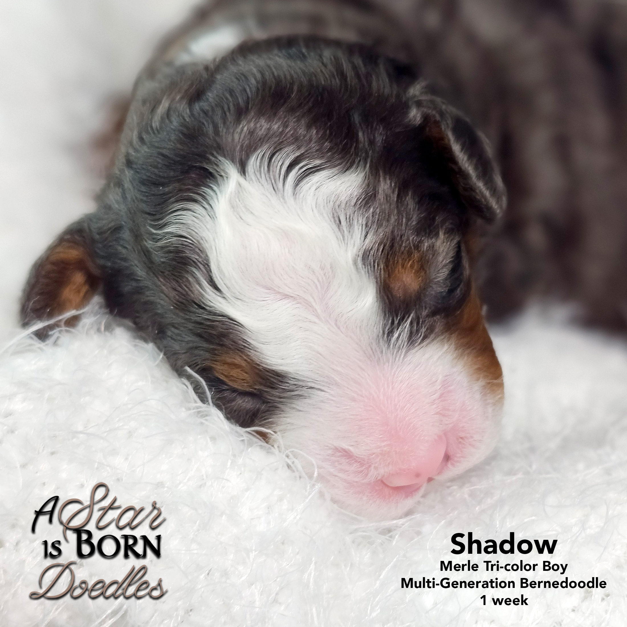 SHADOW-5-Avery-Sept-2025-1-week
