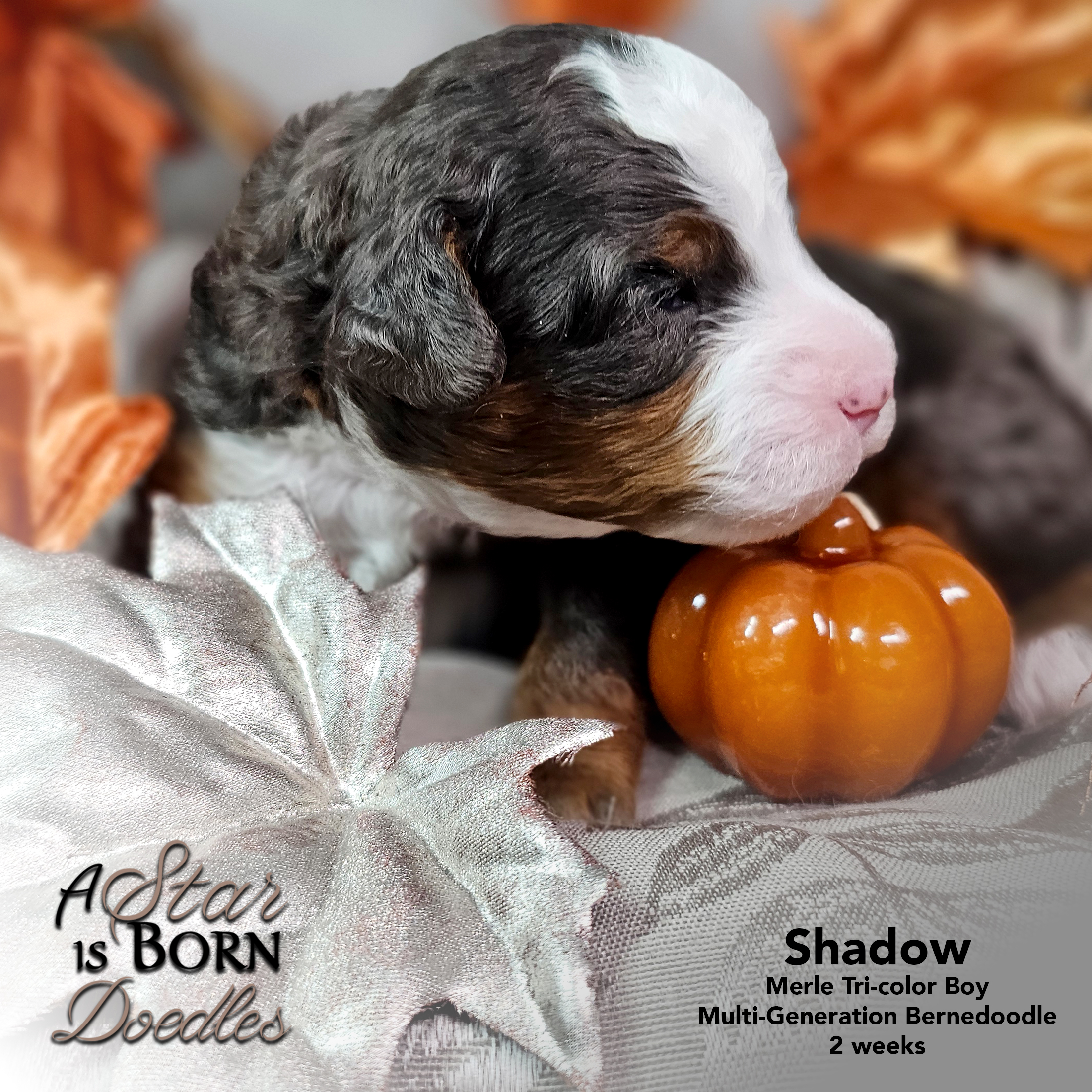 SHADOW-5-Avery-Sept-2025-2-week